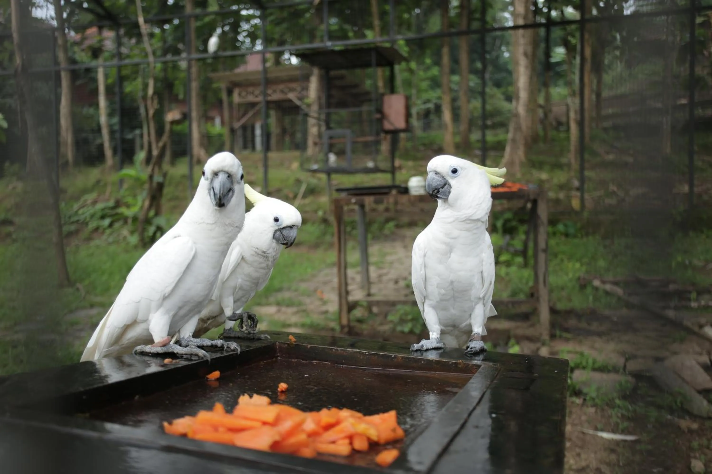 Animals in Kasuari Exotic Resort Magelang