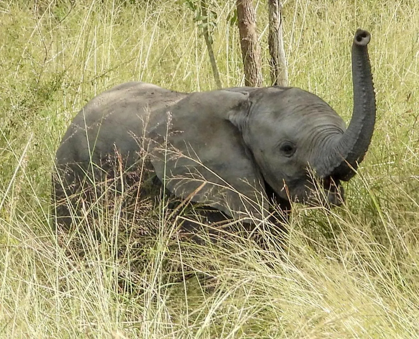 Animals in SleepOver Orpen Gate