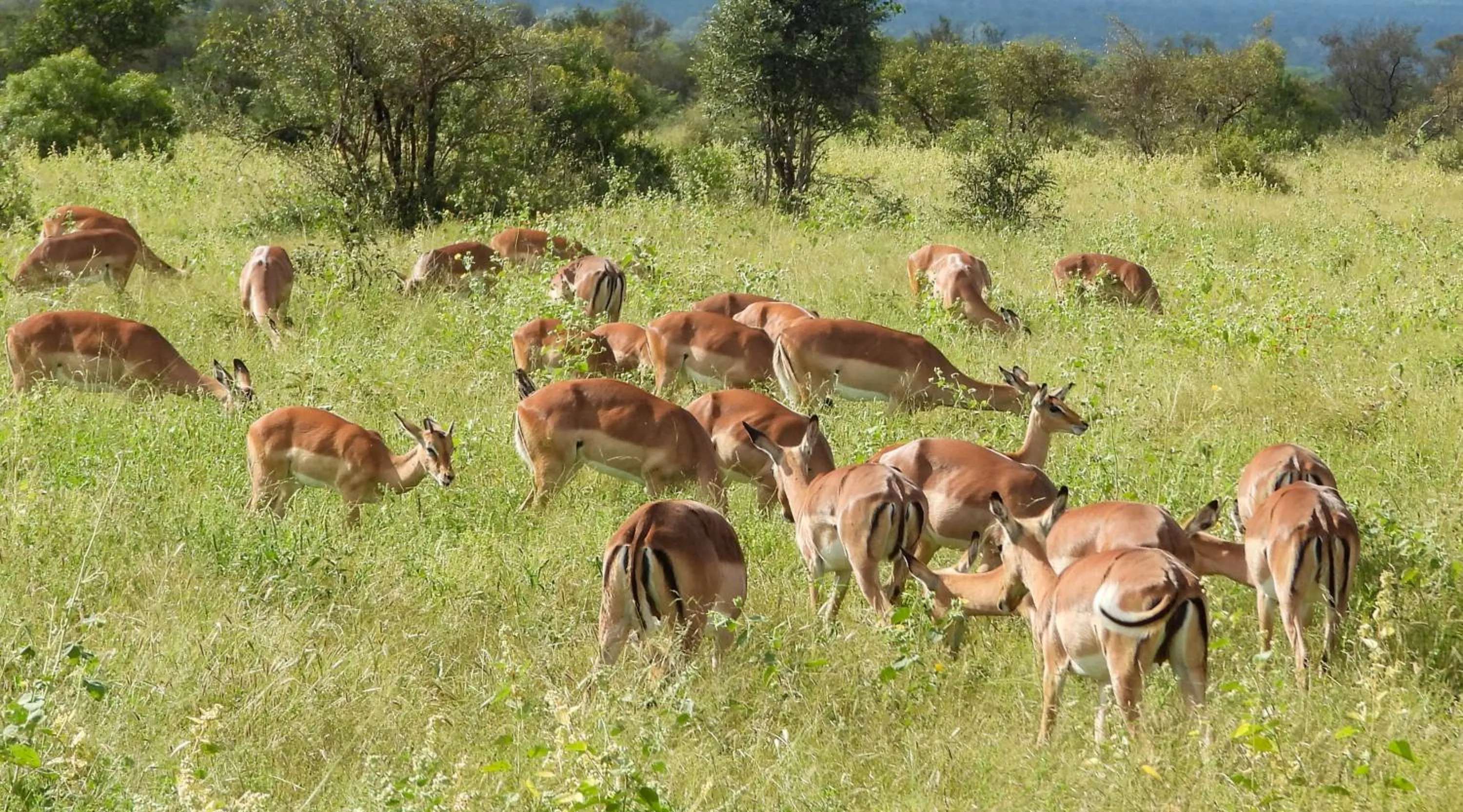 Animals in SleepOver Orpen Gate