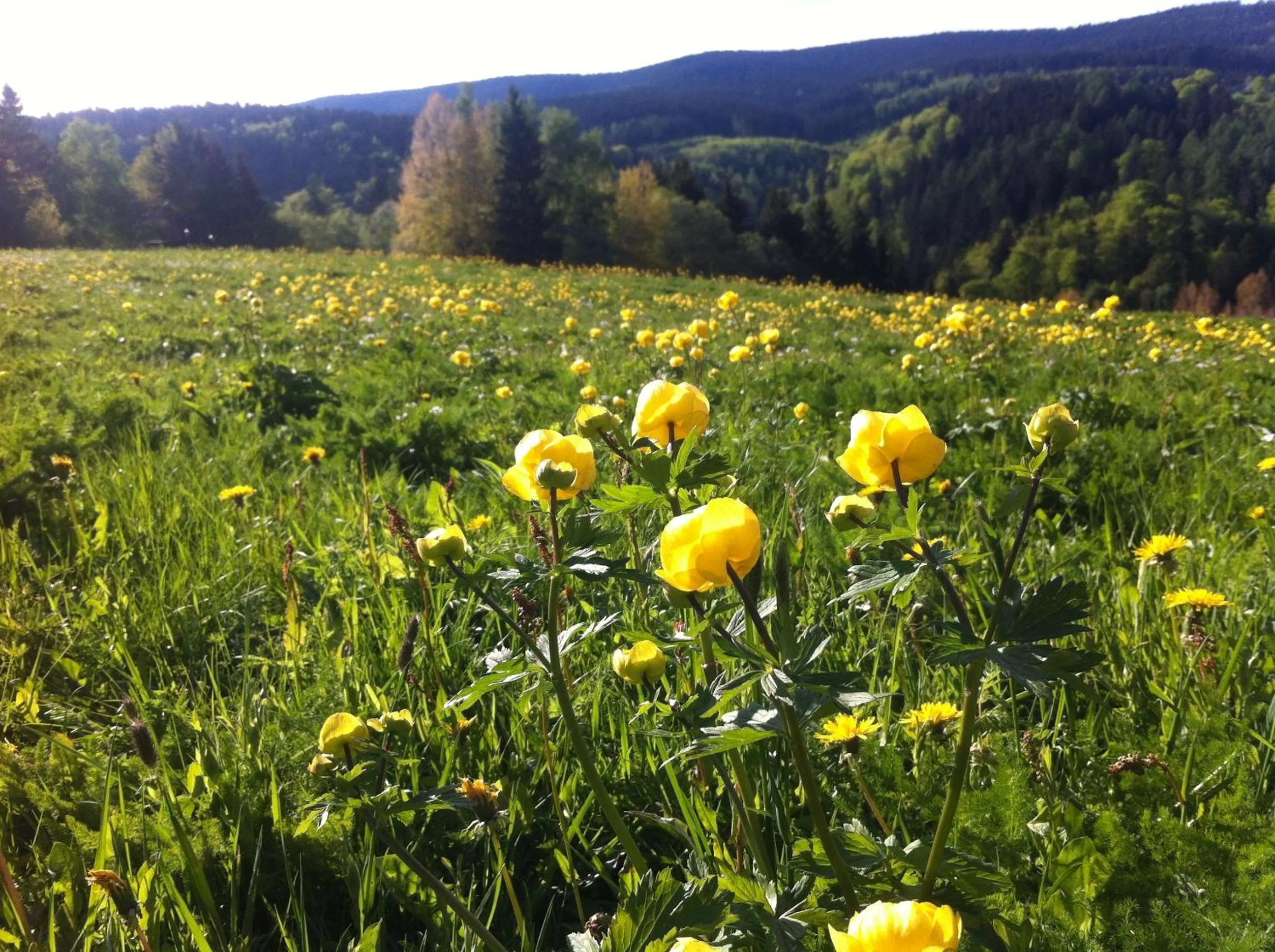 Facade/entrance in Harmonie Hotel Rust
