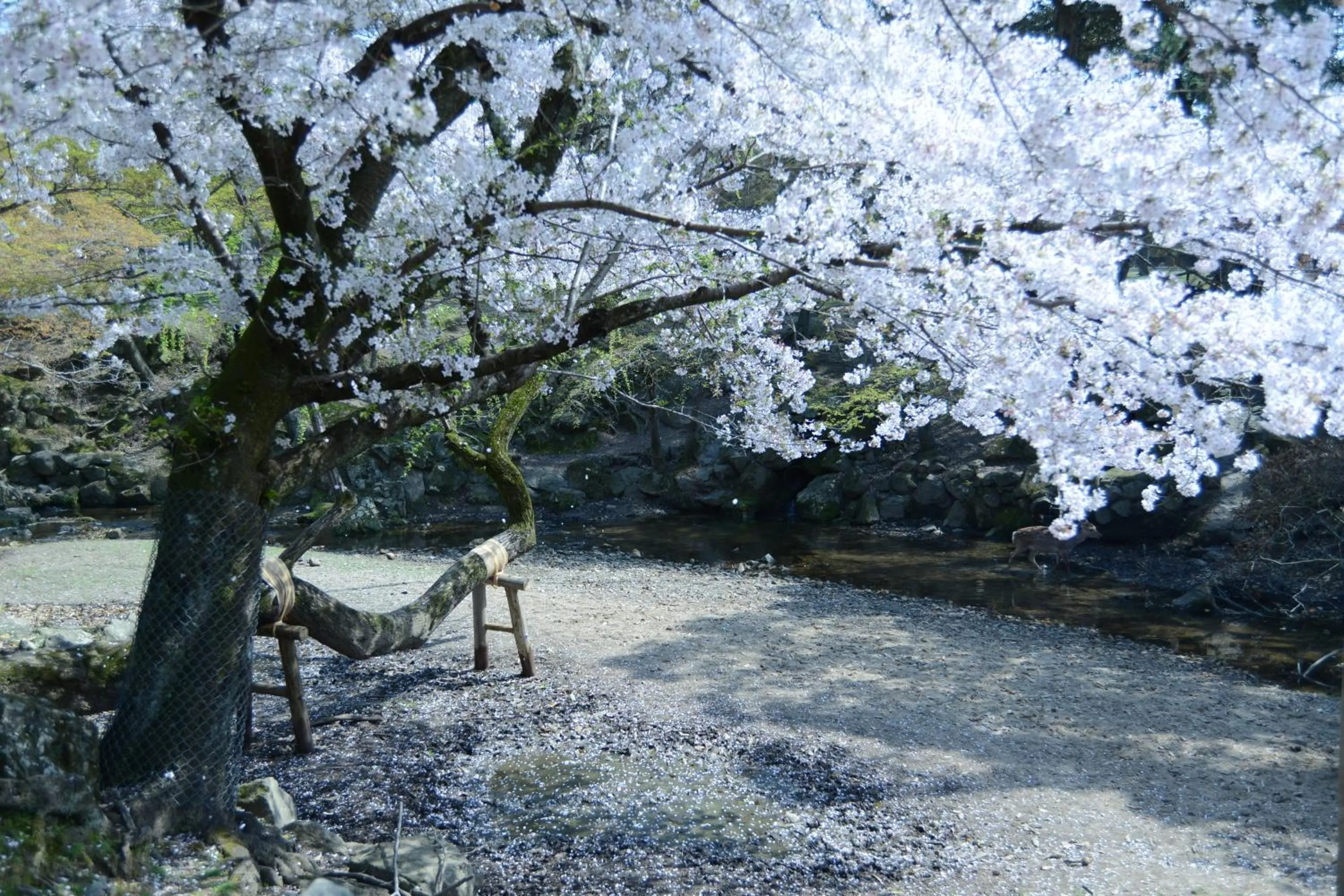 Off site in The Deer Park Inn