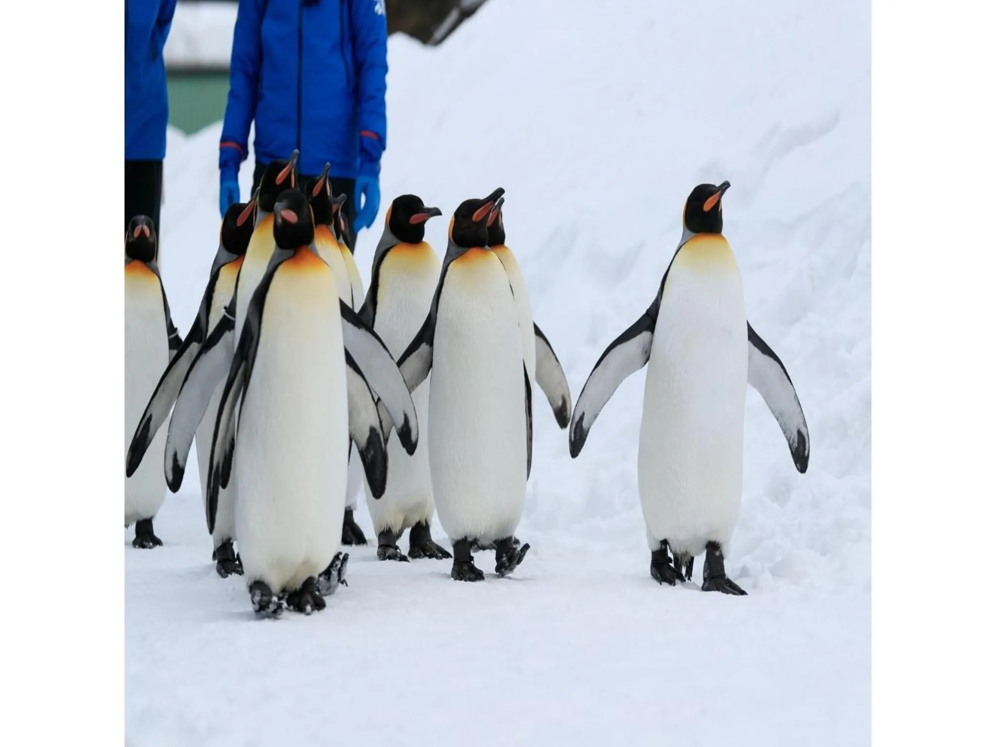 Y's Hotel Asahikawa Ekimae - Vacation STAY 65443v