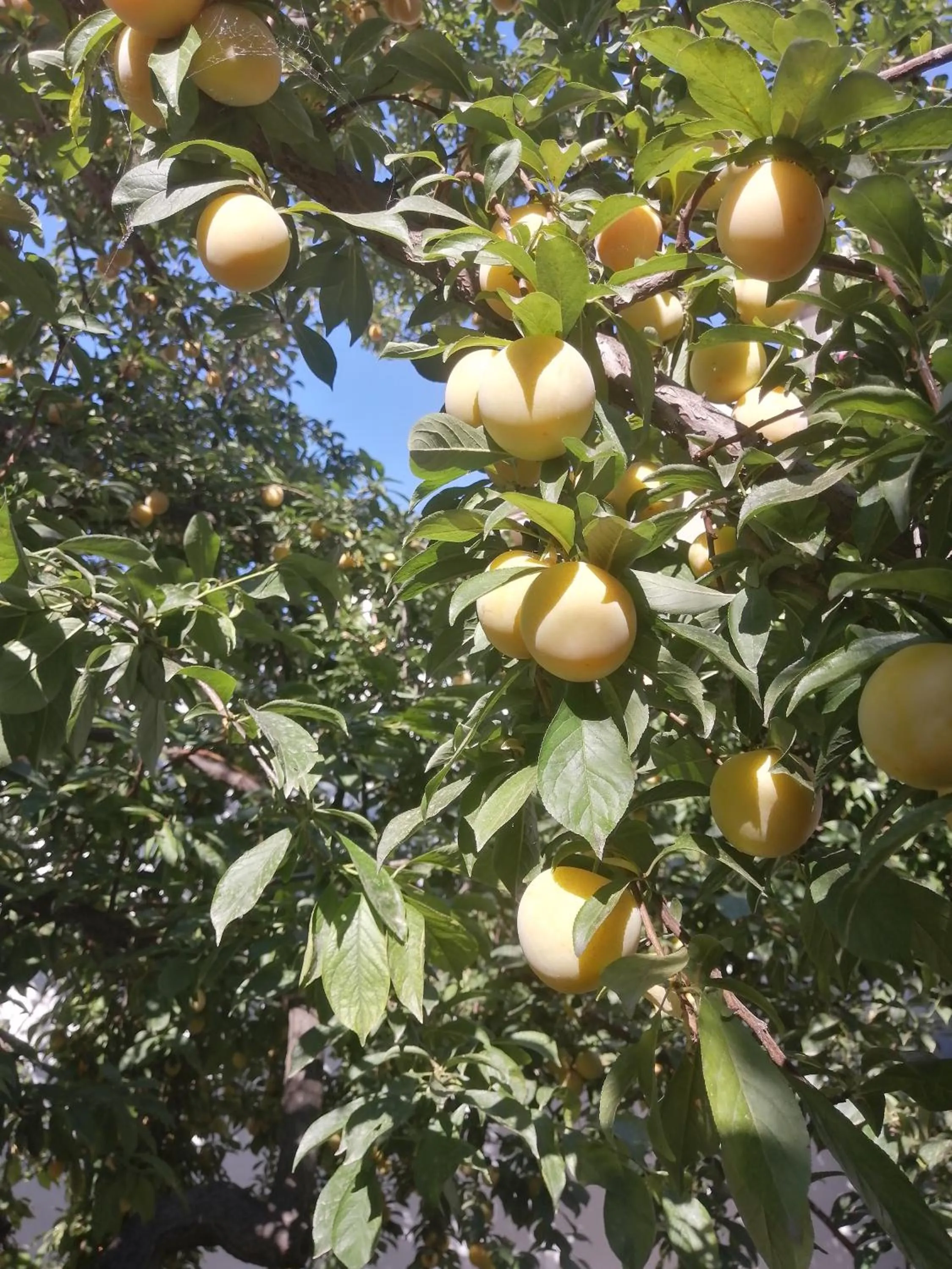Garden in Hotel Soleo
