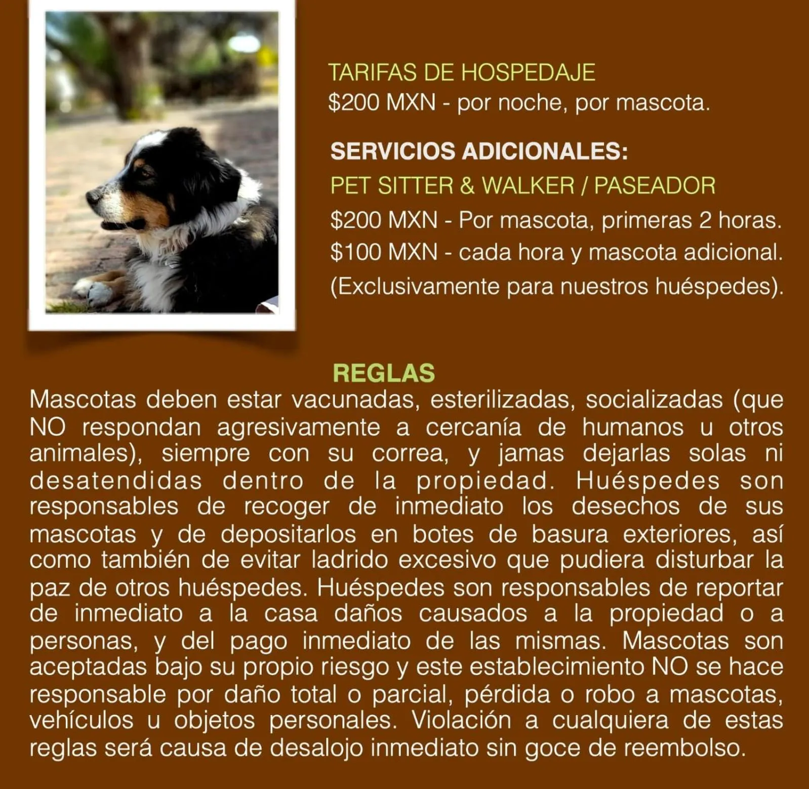 ZenZontle GlampingSMA