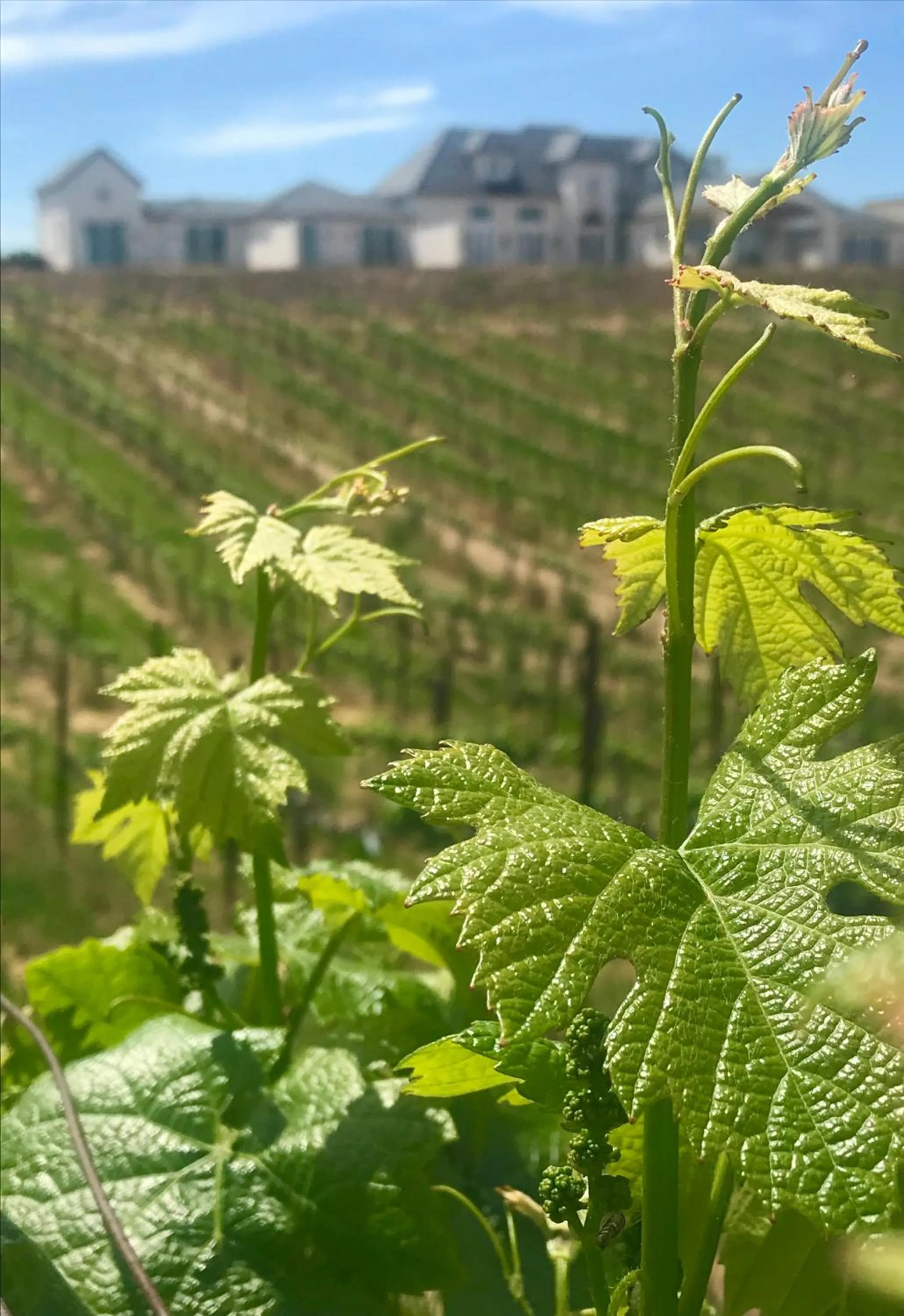 View (from property/room) in Domaine Chardonnay