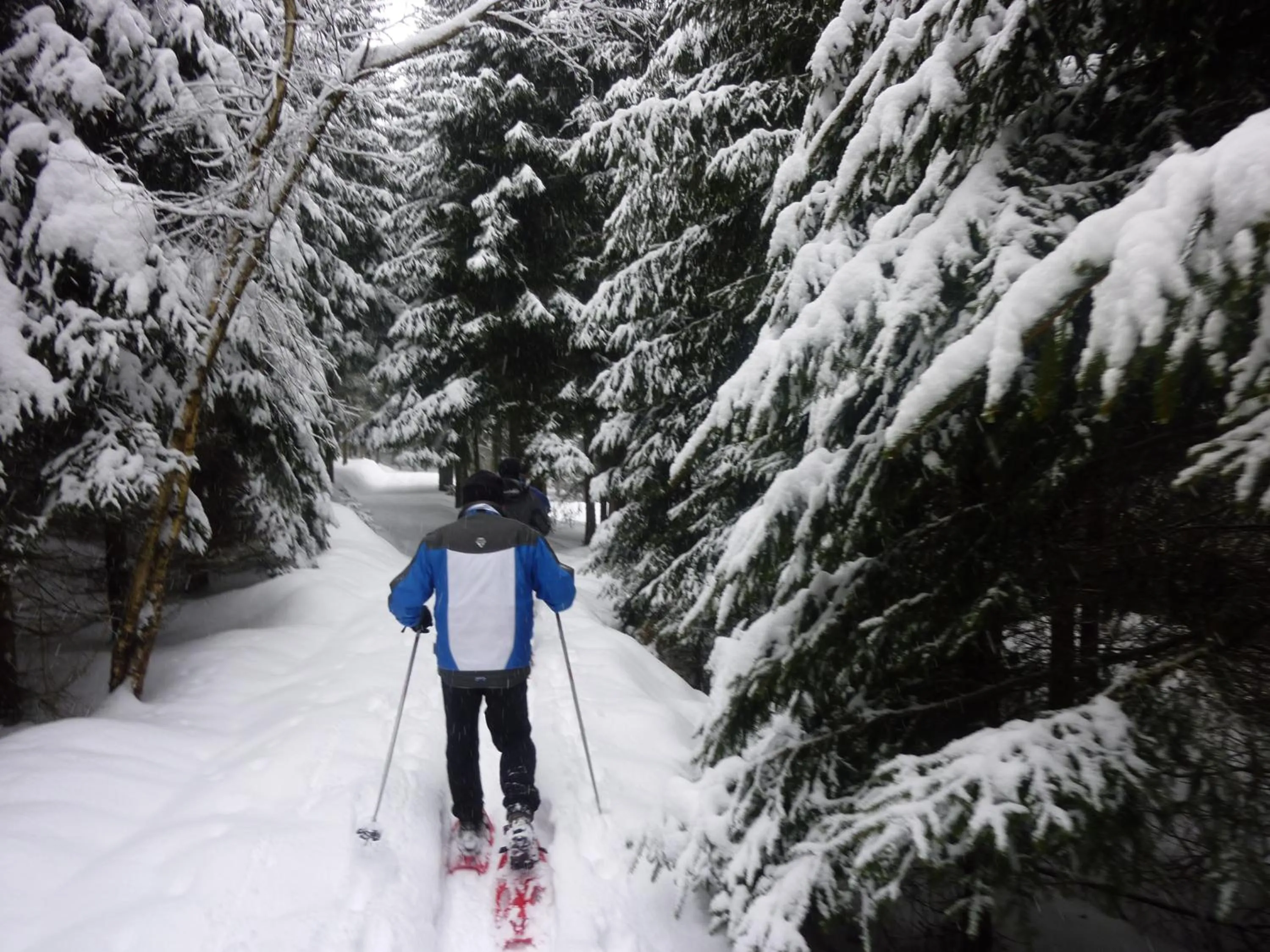 Natural landscape in AKZENT Hotel Bayerwald-Residenz