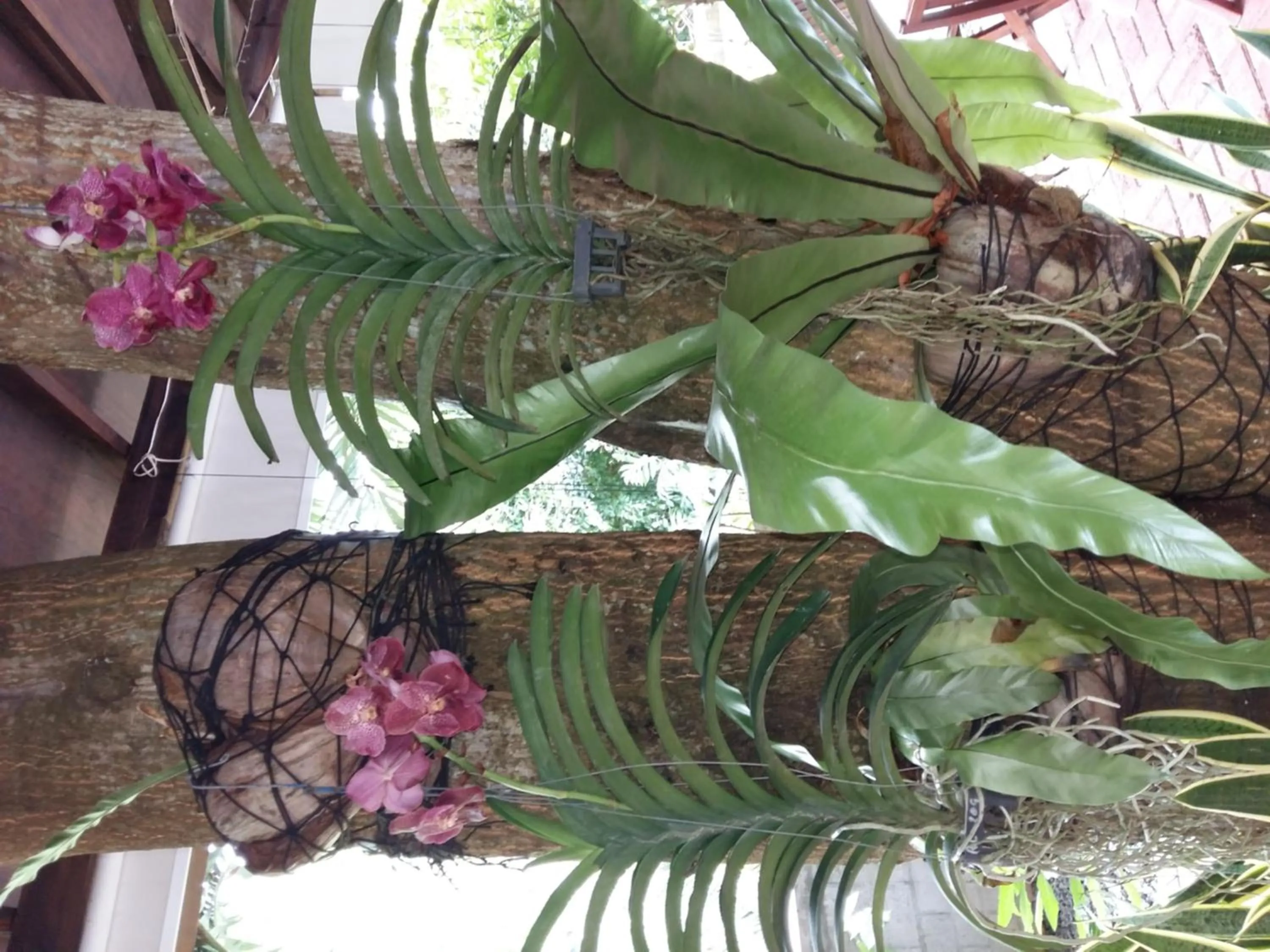 Garden in Carana Hilltop Villa Seychelles