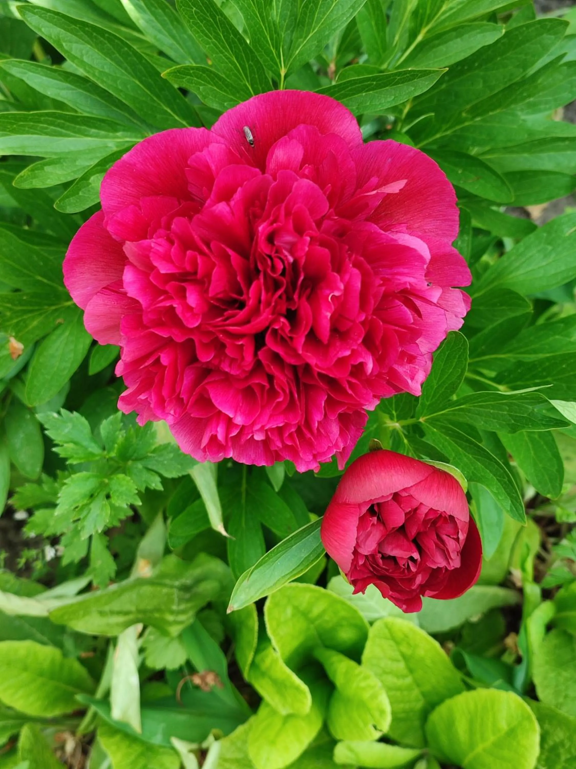 Spring in Entre Meuse et forêt