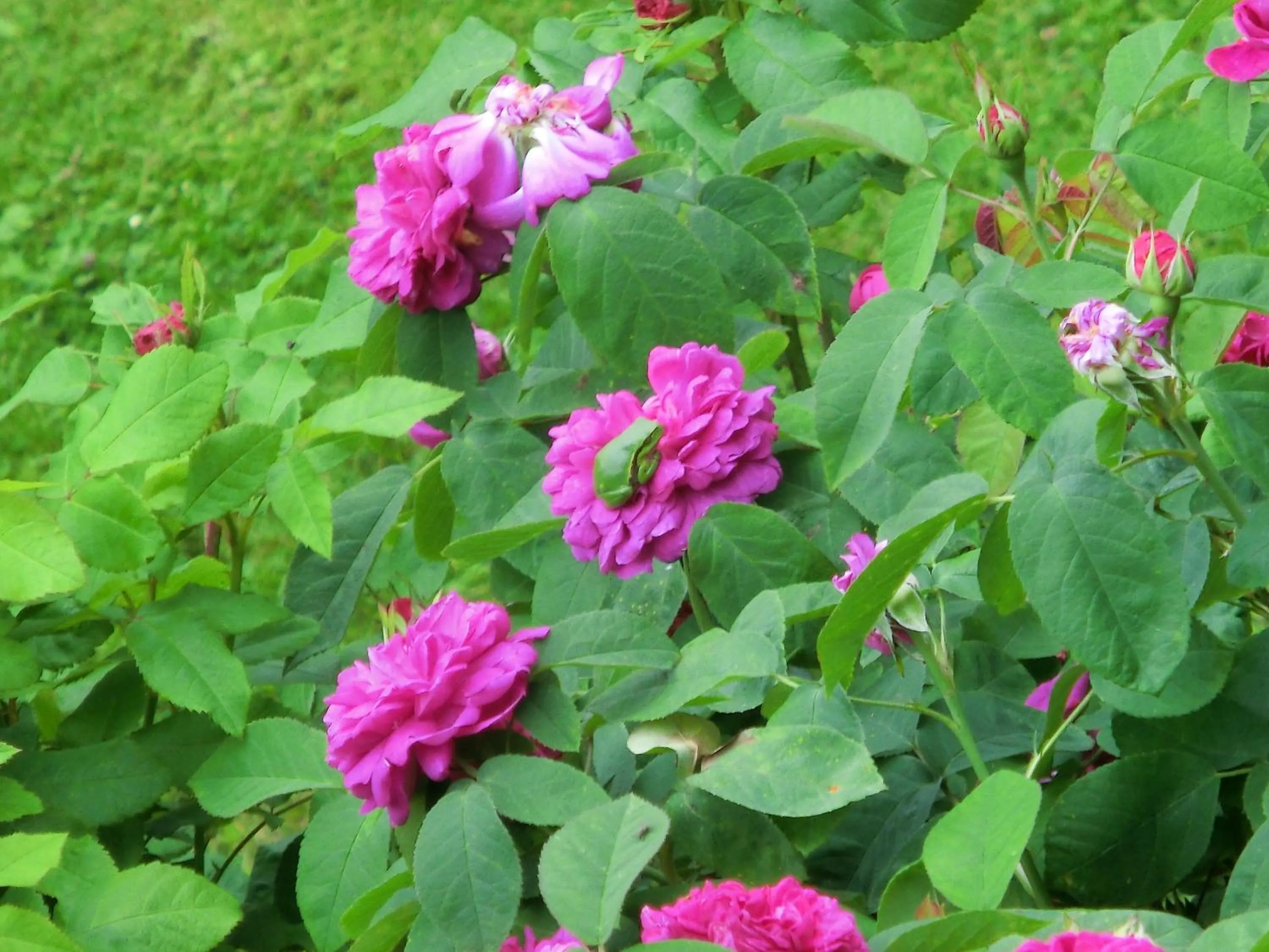 Facade/entrance in Restaurant & Hotel Baumhaus Hagen
