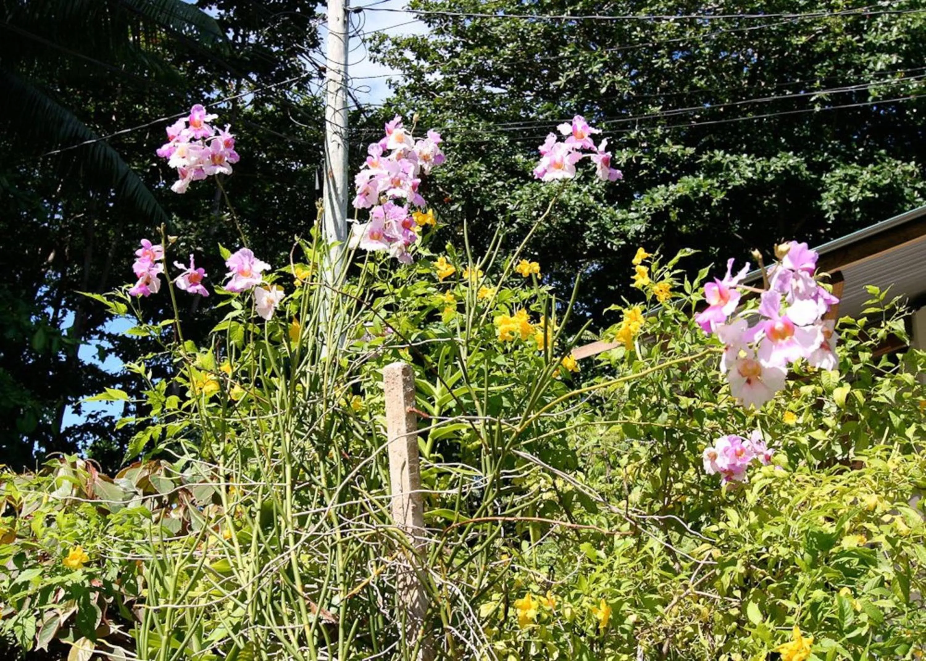 Garden in Rising Sun Guesthouse