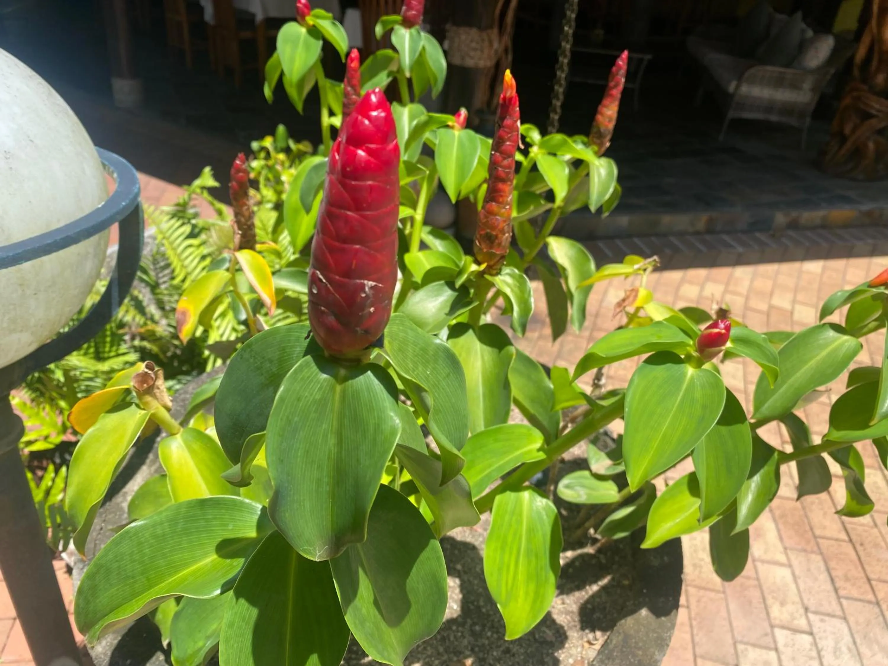 Garden in Hotel Chateau St Cloud