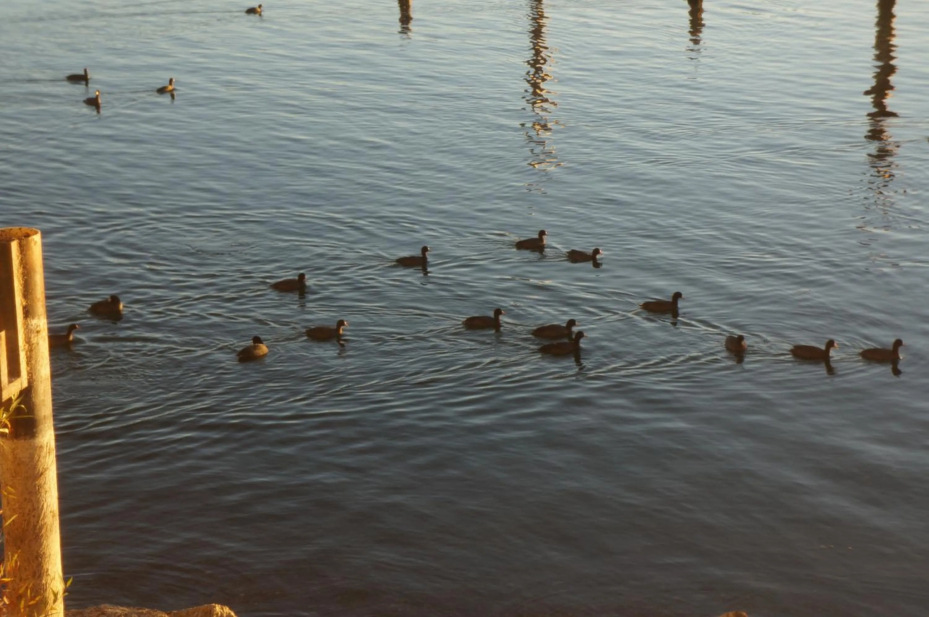 Pets in Lake Marina Inn