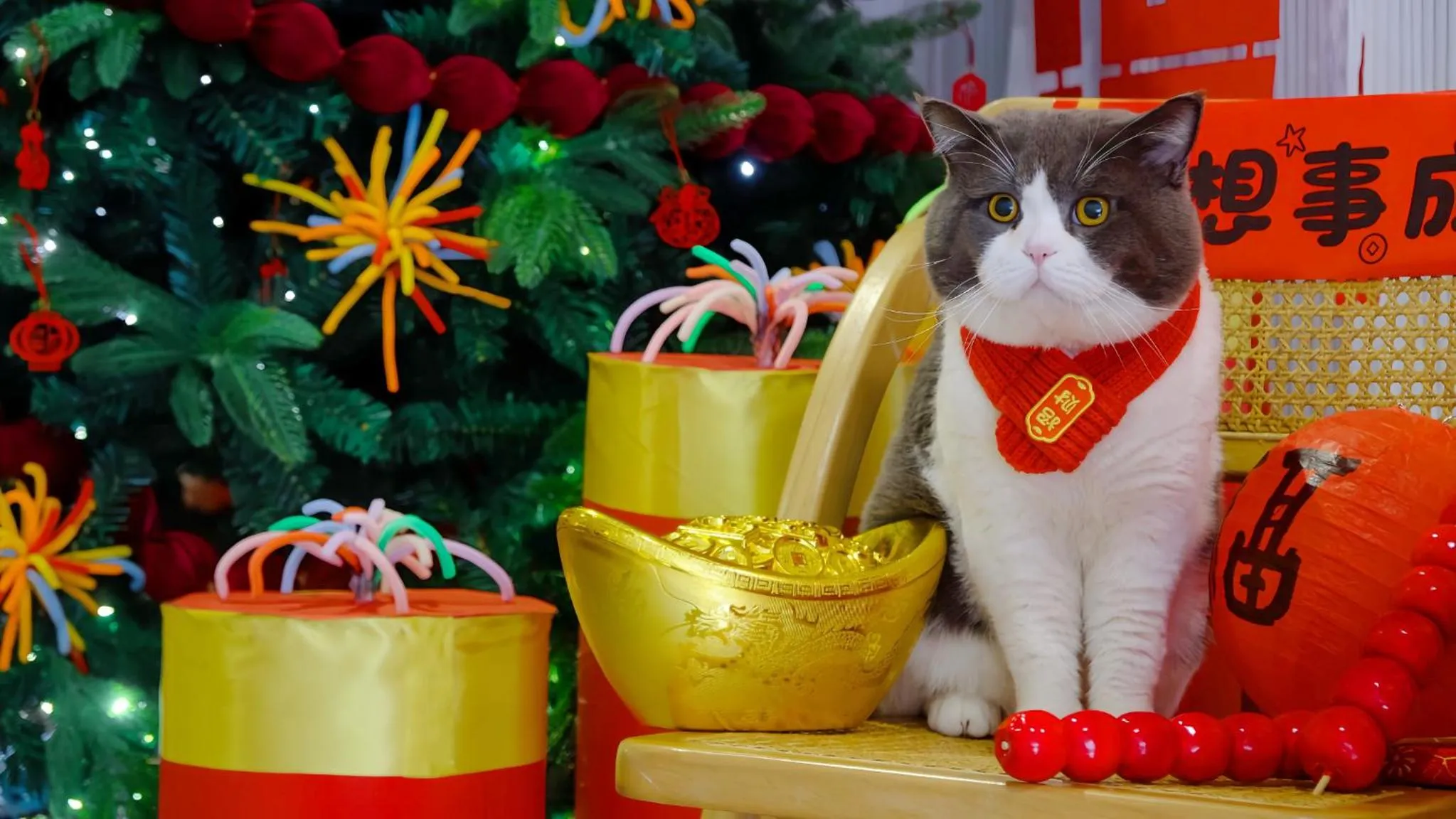 Pets in Ruoli Yangshuo