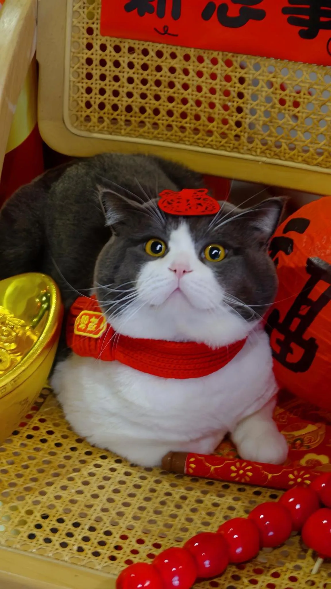 Pets in Ruoli Yangshuo