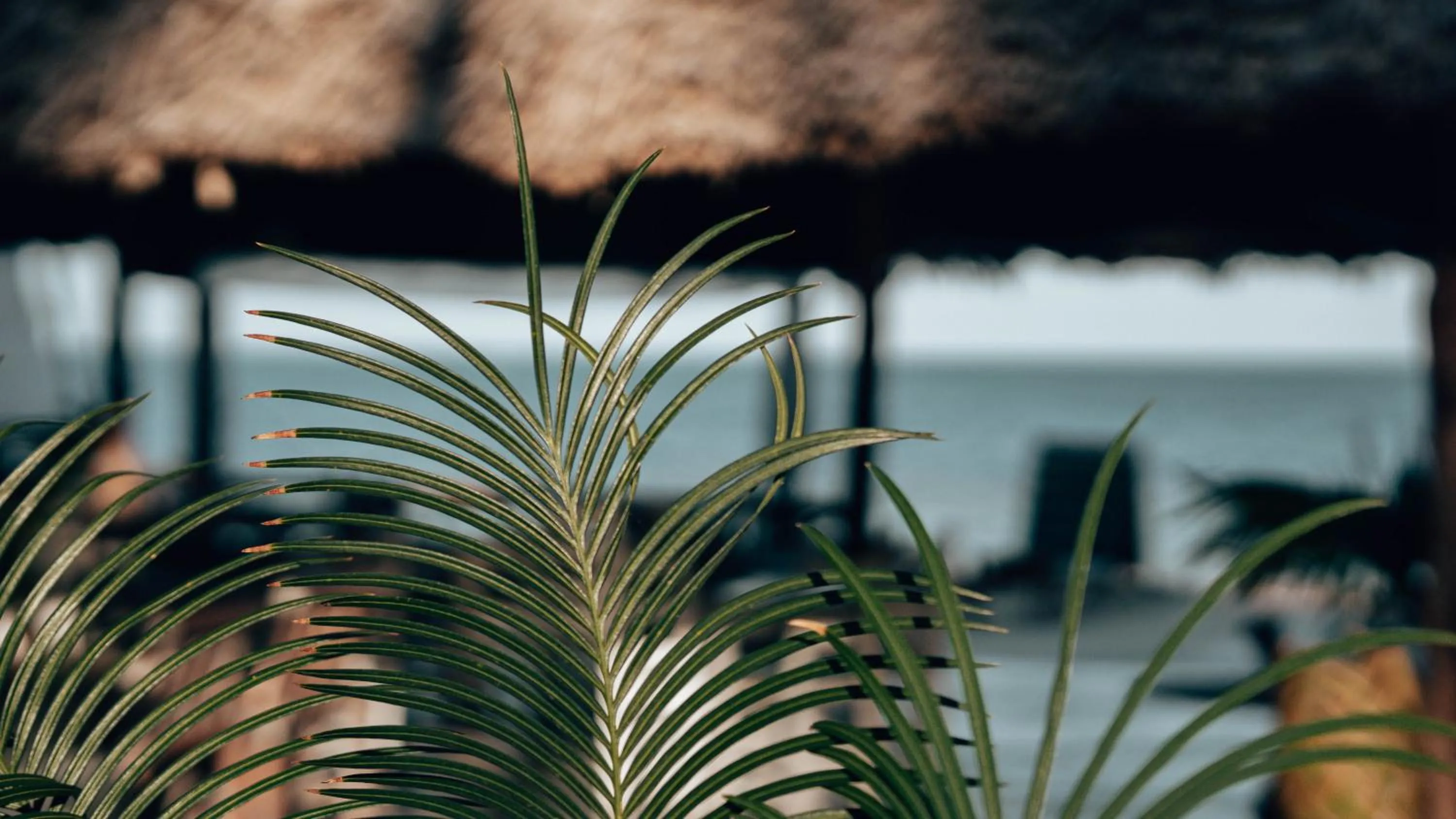 Natural landscape in Sahari Zanzibar