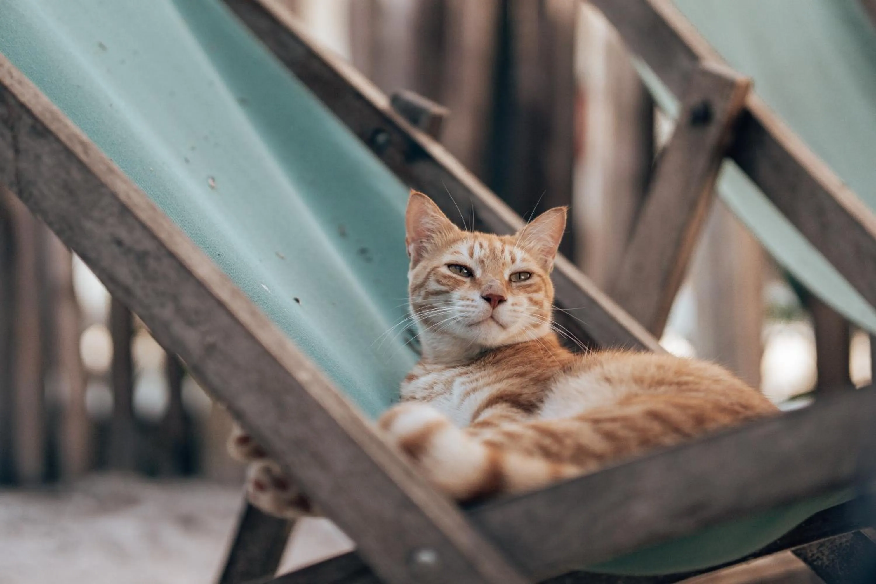 Pets in Sahari Zanzibar