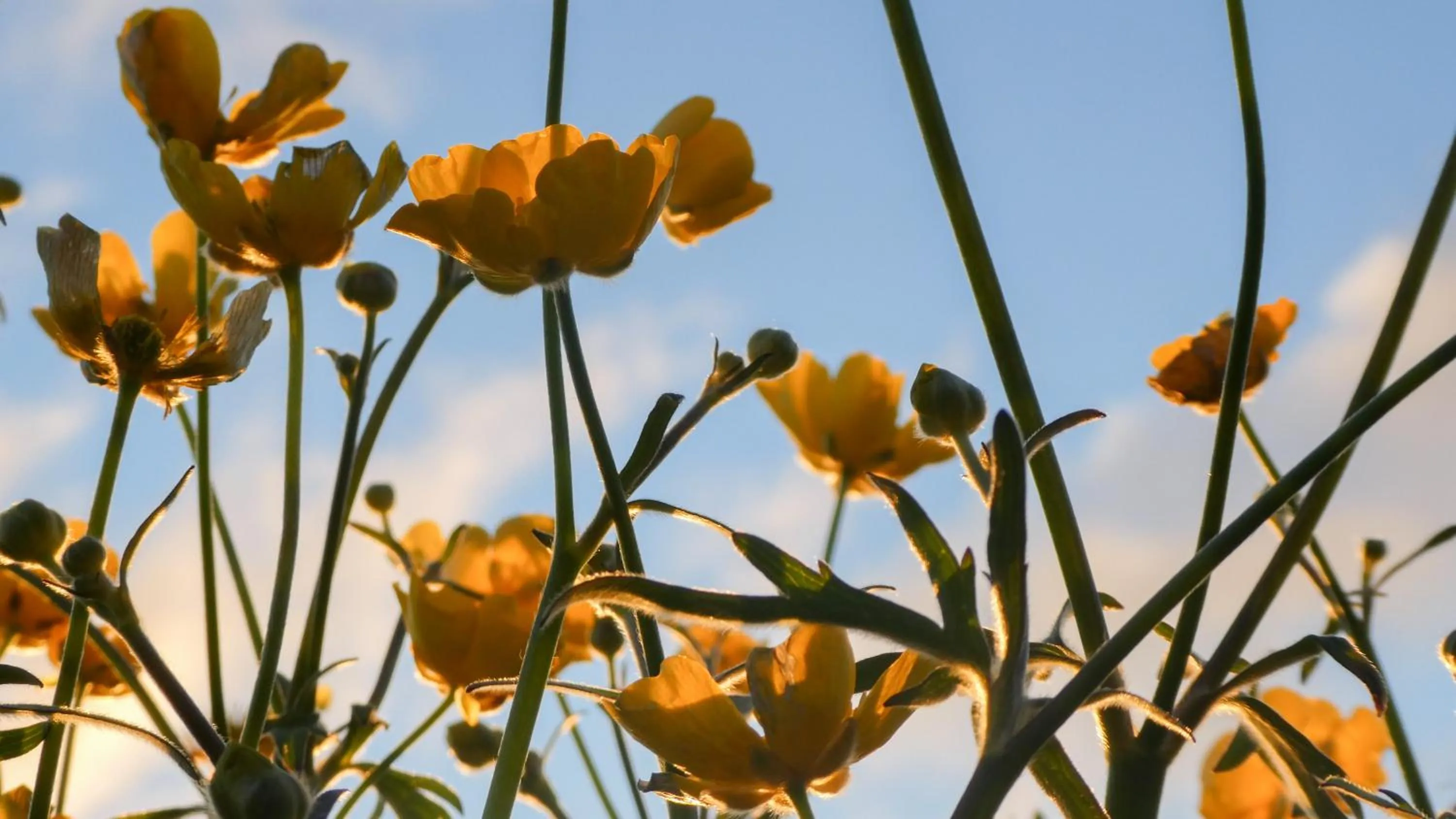 Harbour Inn - Guesthouse