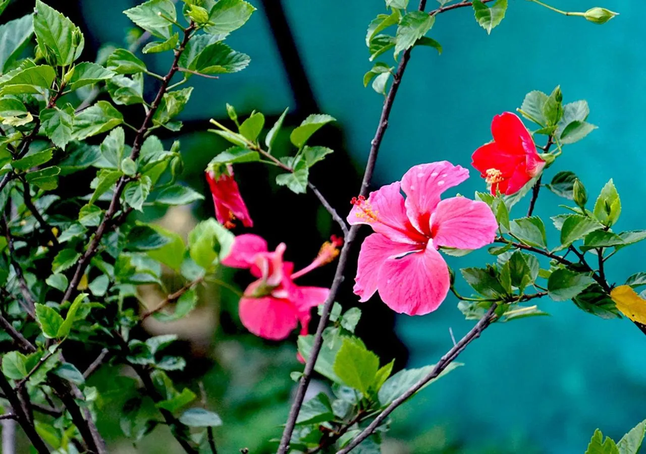 Garden view in Hotel Sanawar View
