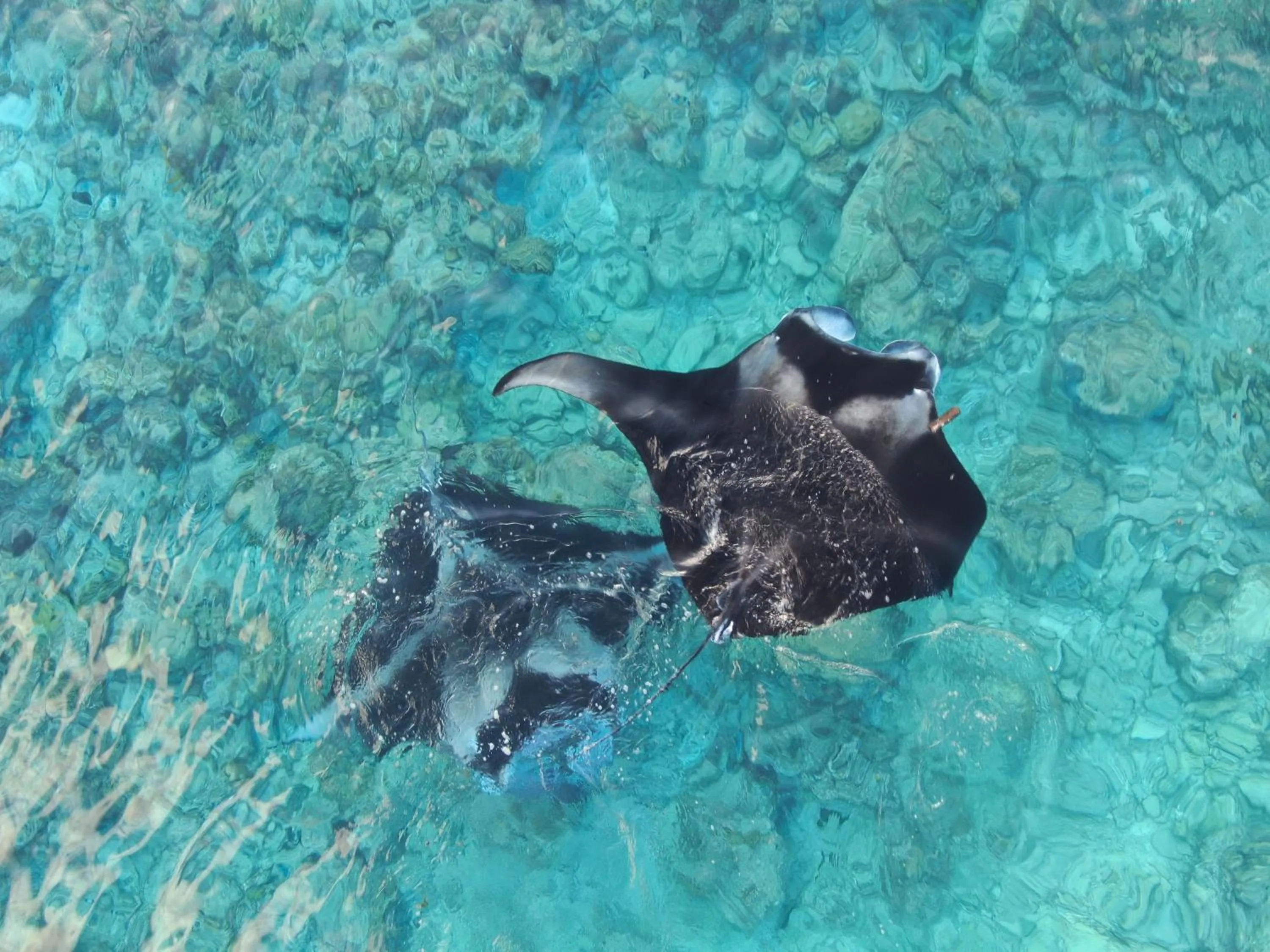 Beach in Belvedere Thoddoo