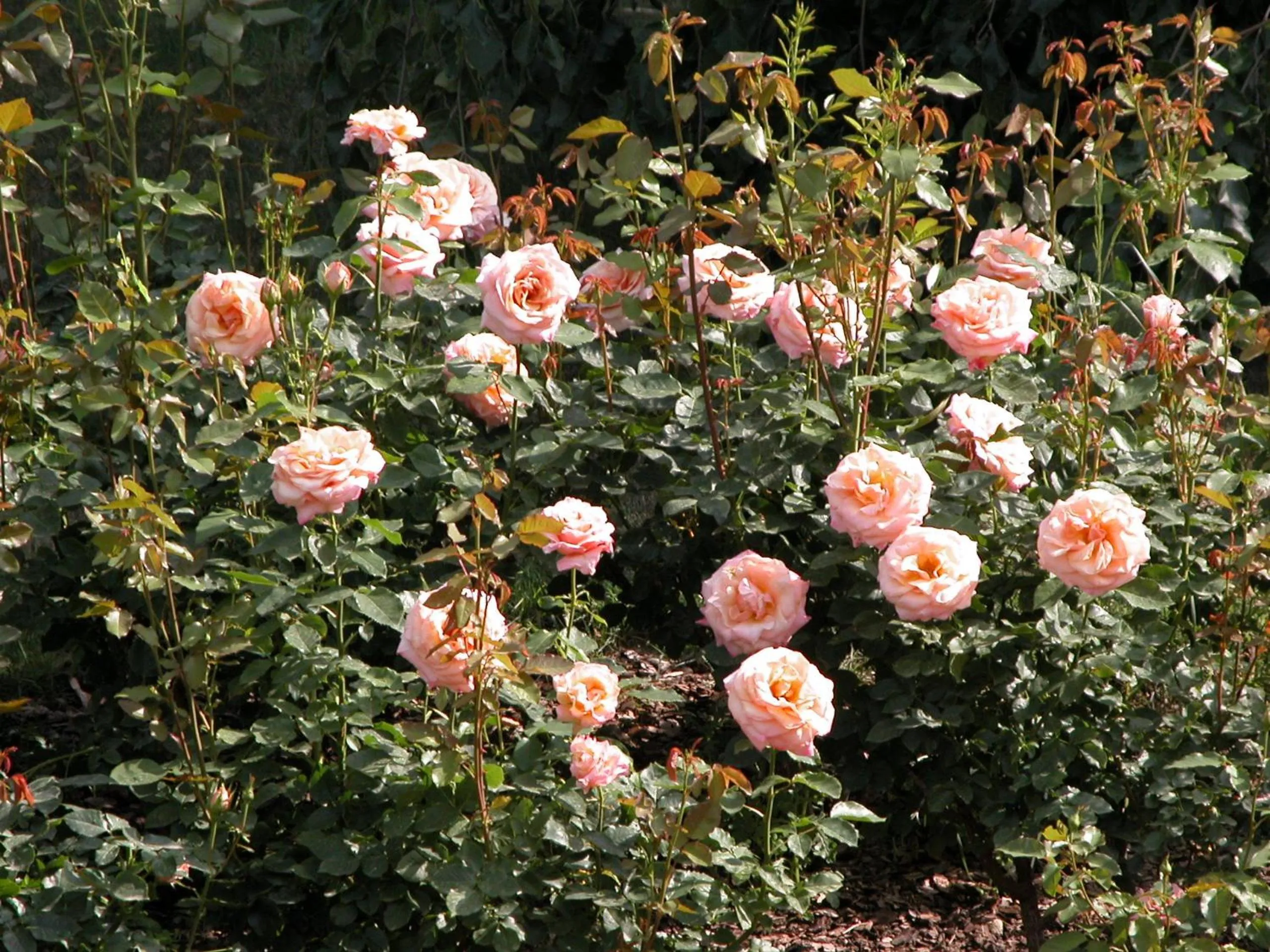 Garden in Casa Ceruti
