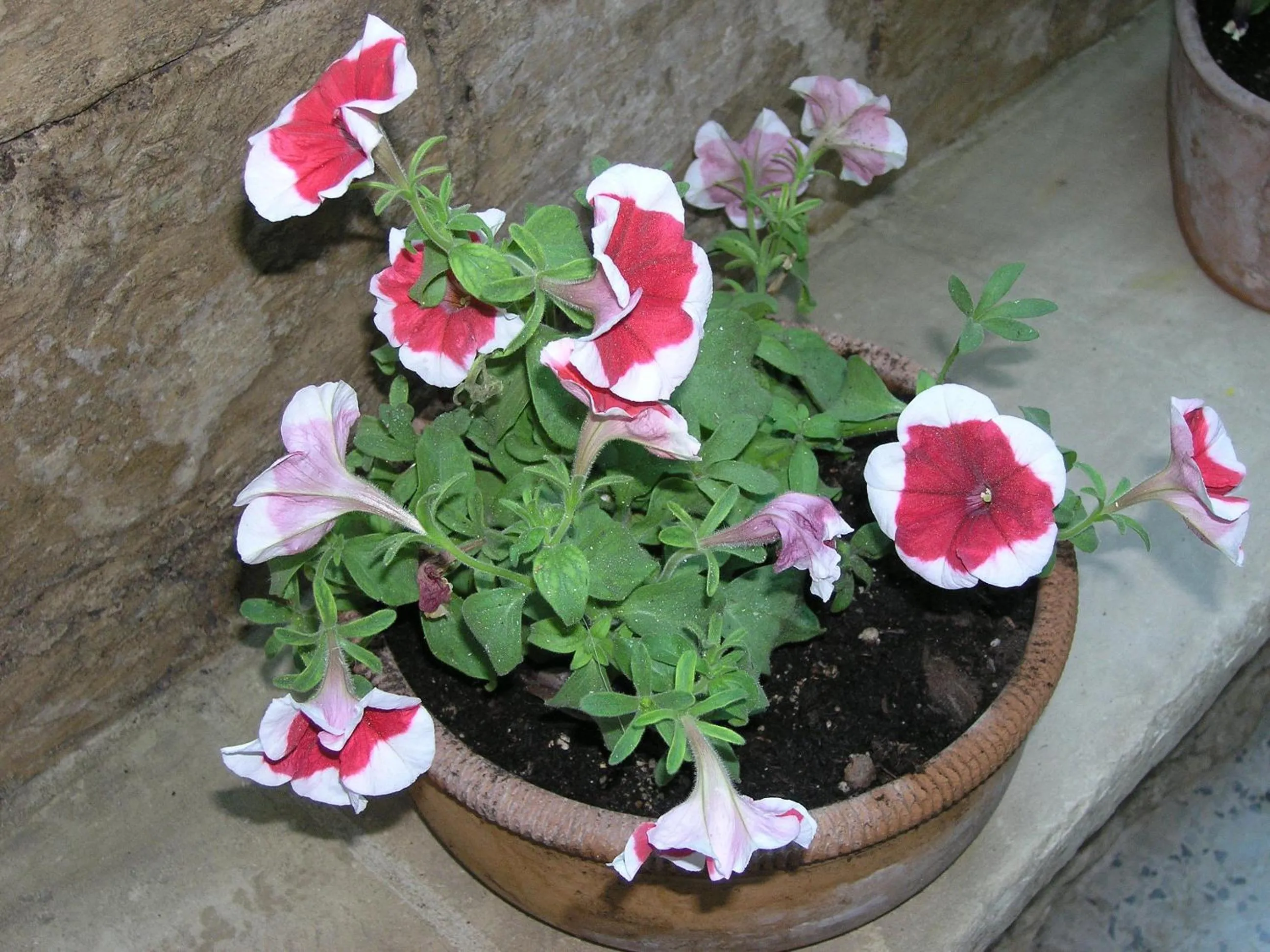 Garden in B&B Malennio