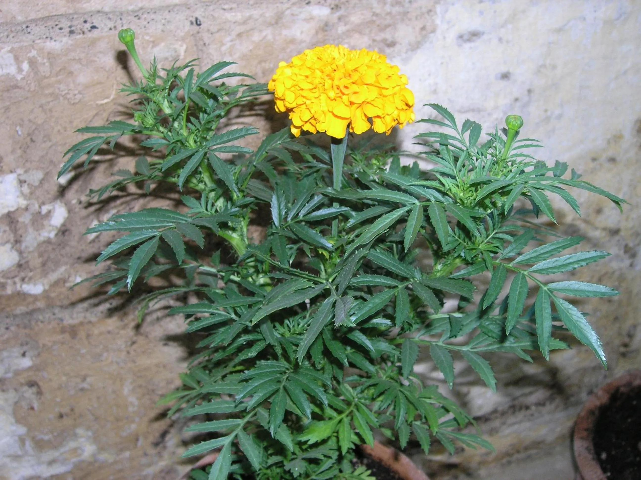 Garden in B&B Malennio