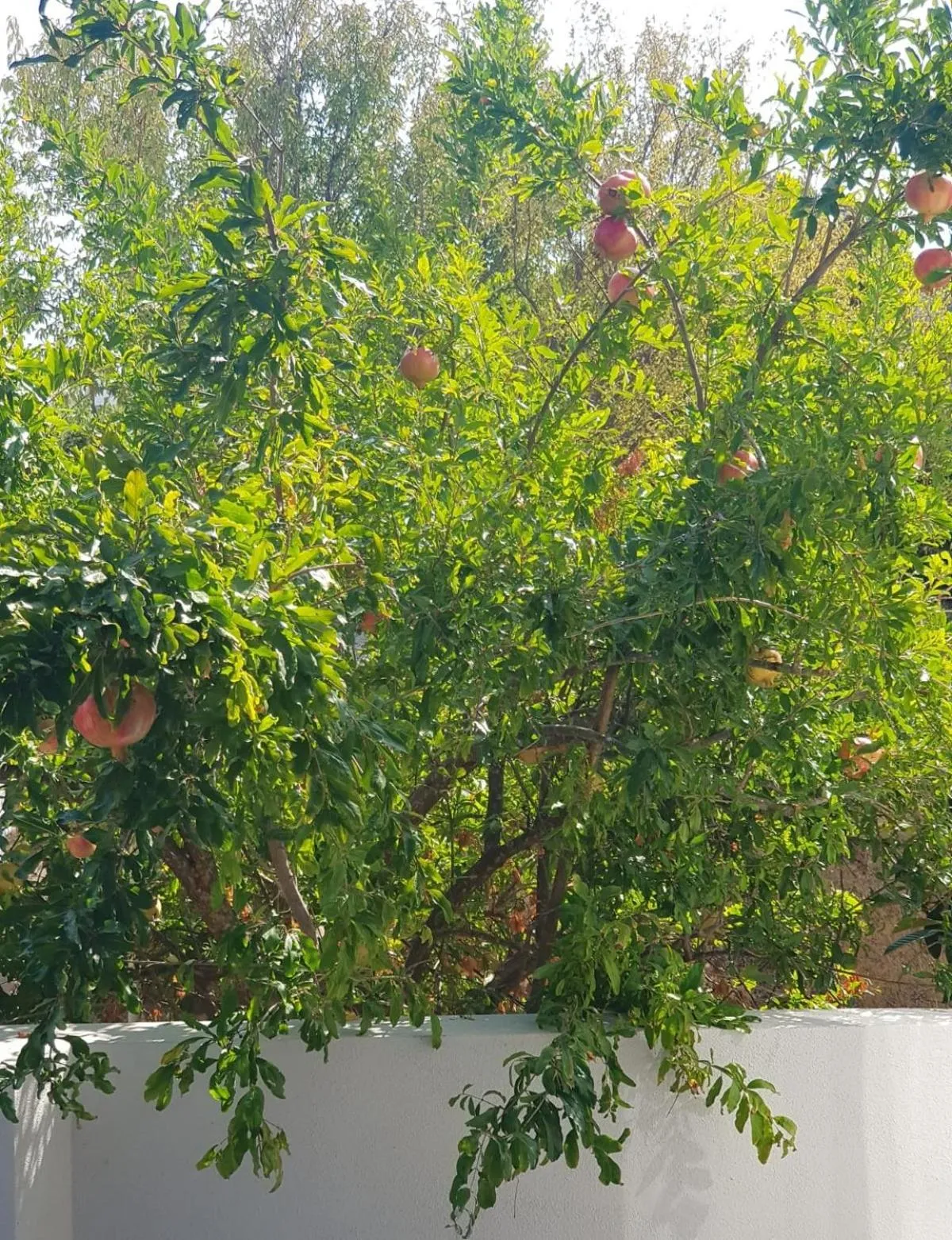 NORTH WIND HOTELS - Karaburun