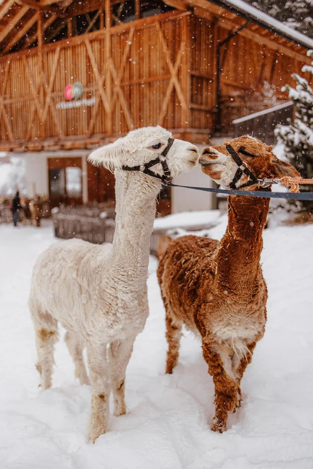Winter in Familienhotel Huber