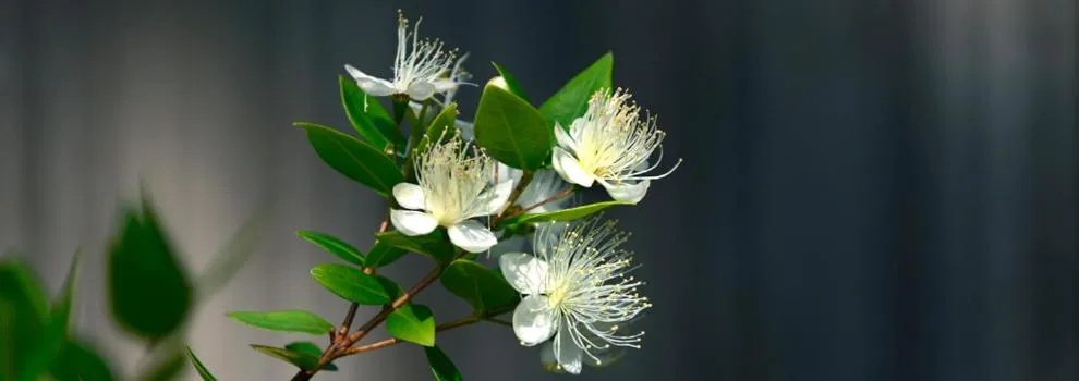 Natural landscape in Abbaechelu