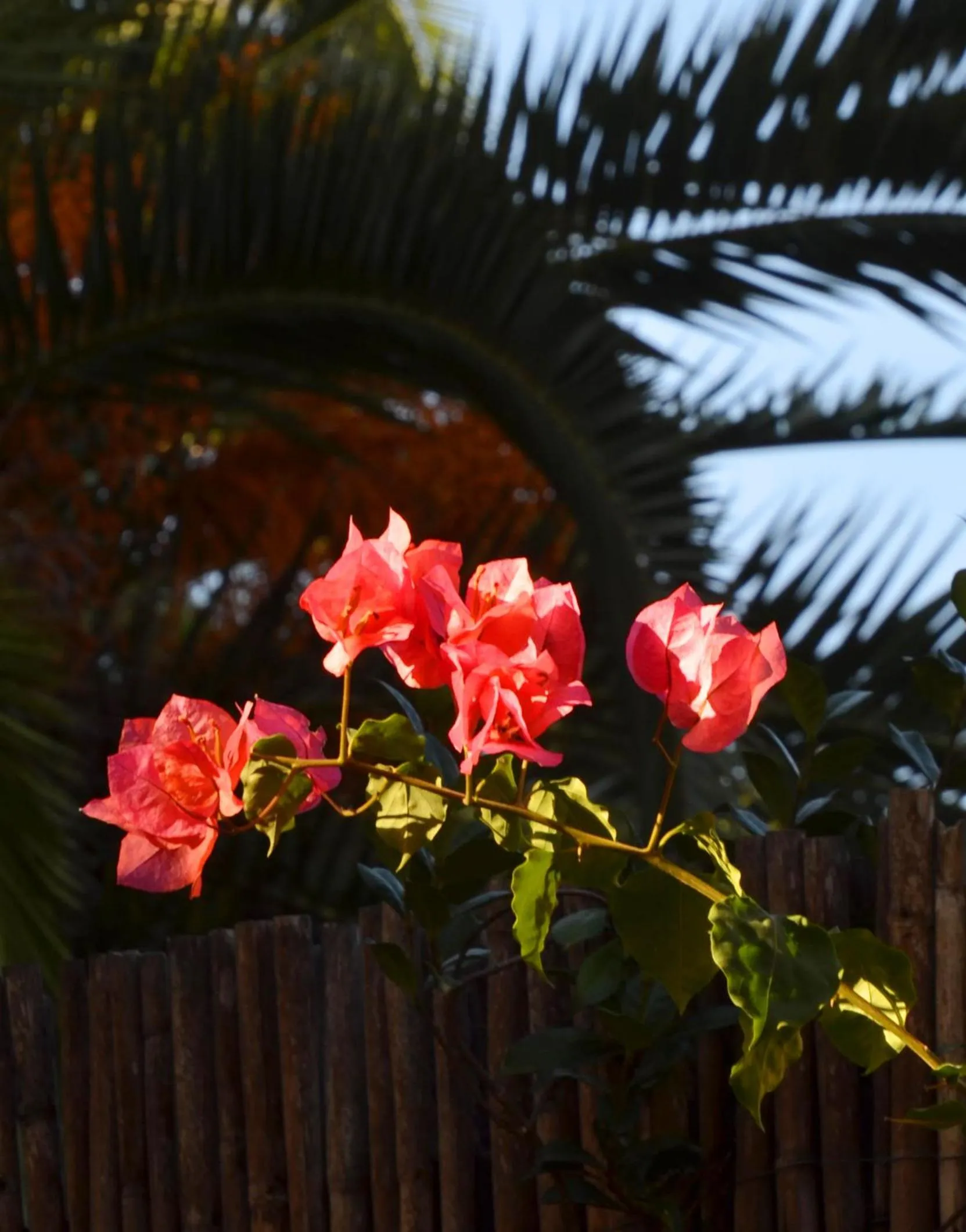 Garden in Abbaechelu