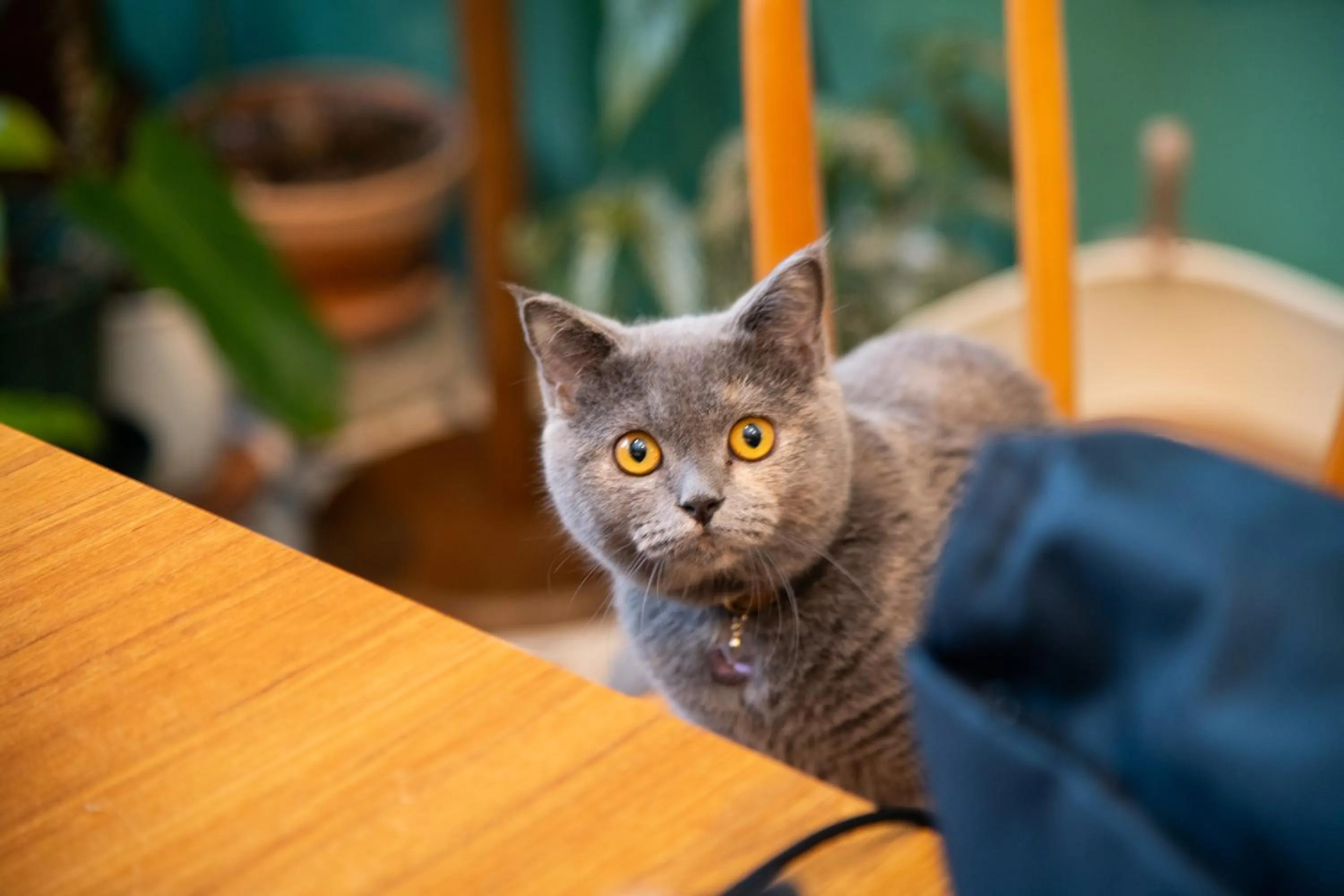 Pets in Lixia Hostel