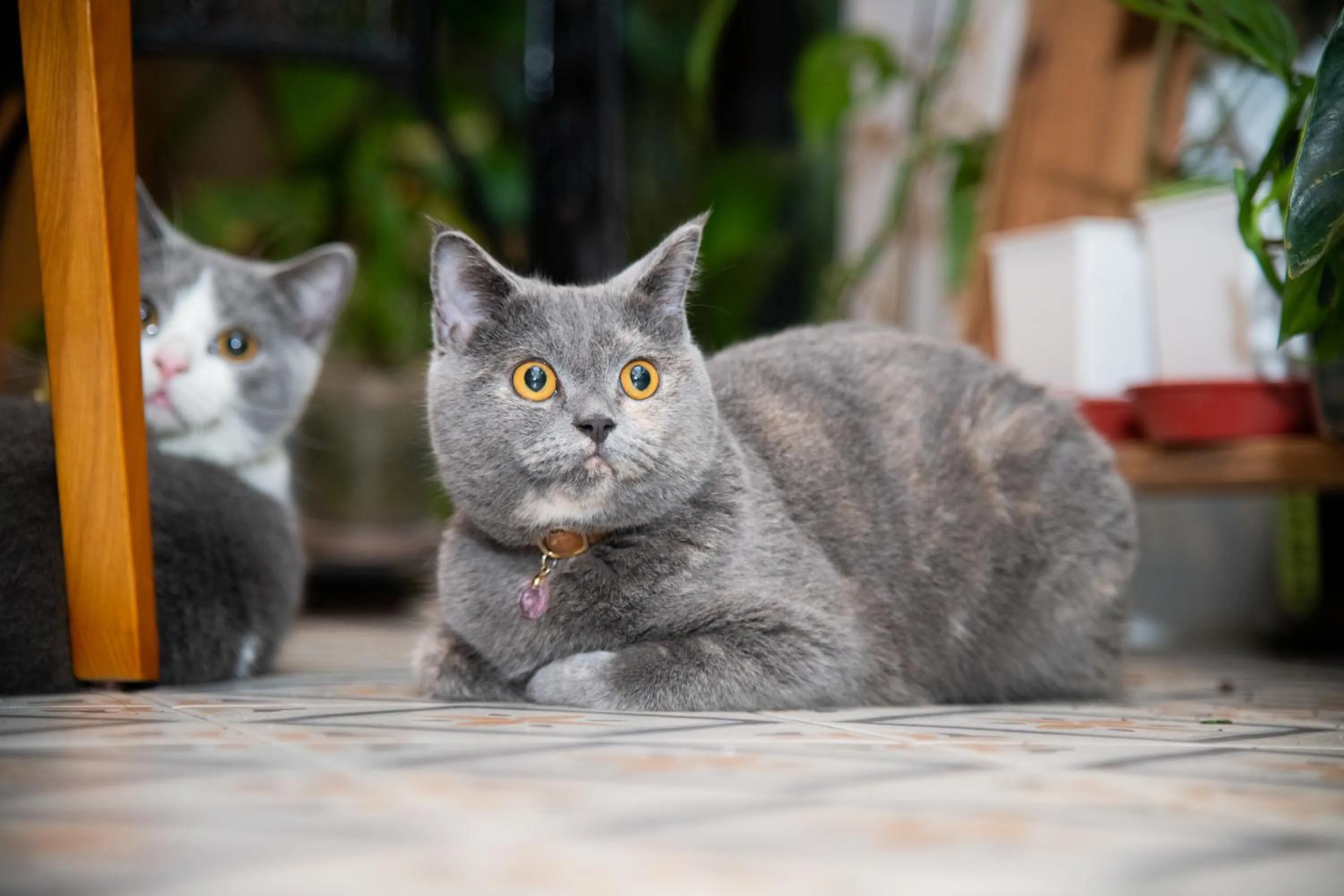 Pets in Lixia Hostel