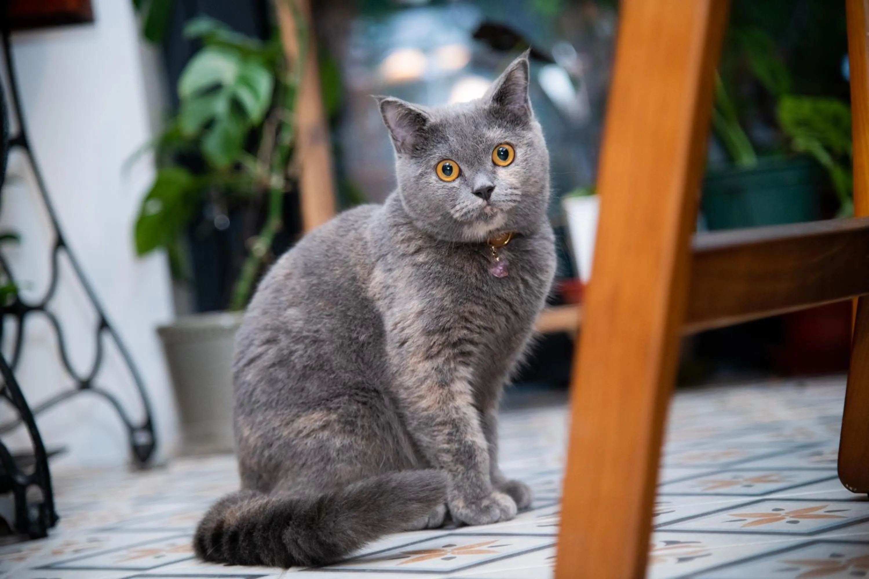 Pets in Lixia Hostel