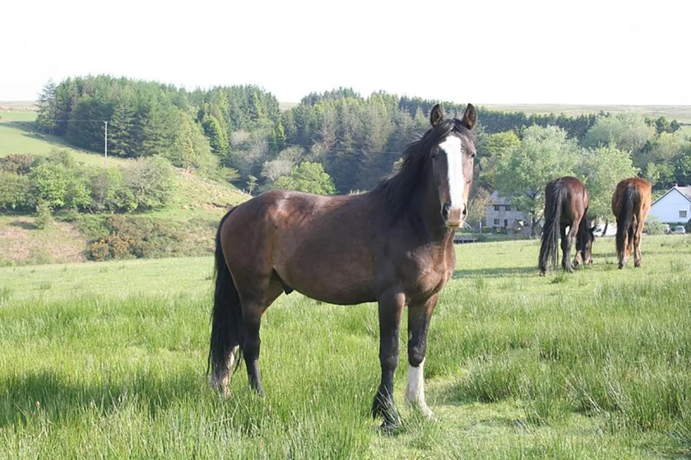 Animals in The Nook - Farm Park Stay with Hot Tub & Dome