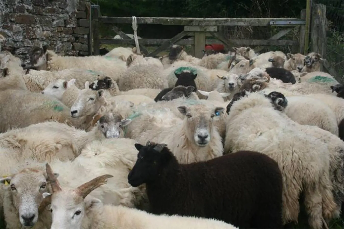 Animals in The Nook - Farm Park Stay with Hot Tub & Dome