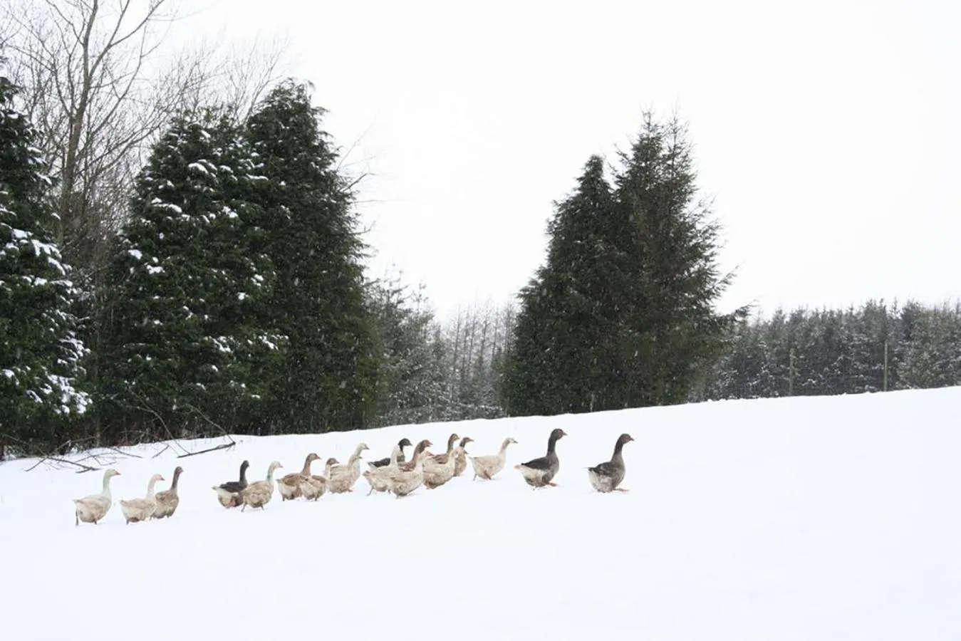 Animals in The Nook - Farm Park Stay with Hot Tub & Dome