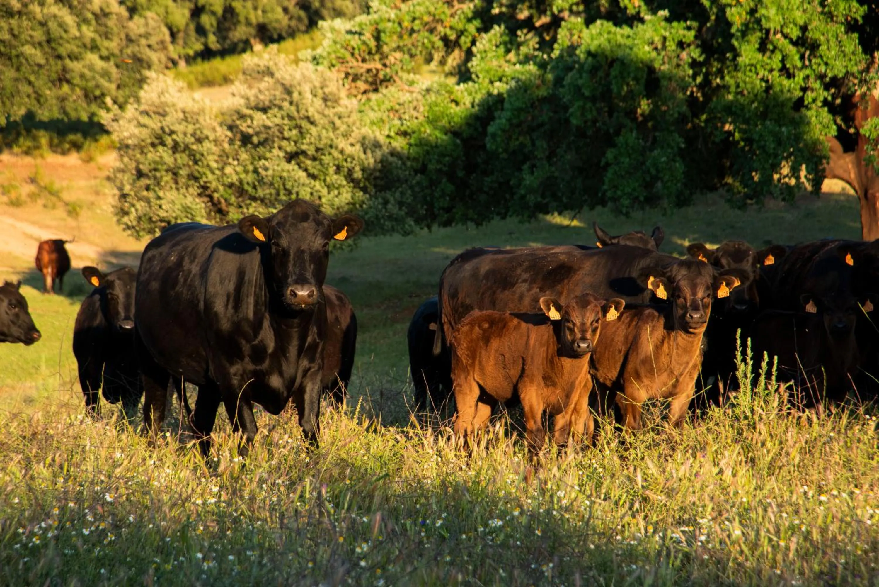 Off site in Hábitat Cigüeña Negra
