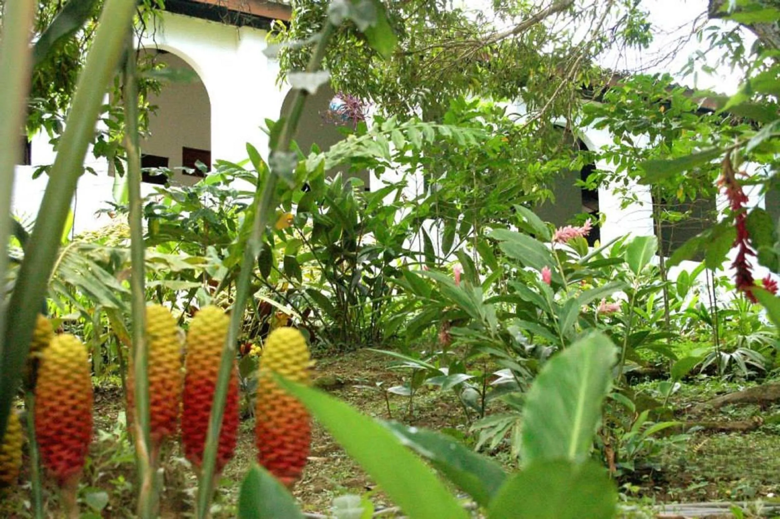 Natural landscape in Hotel Minca - La Casona