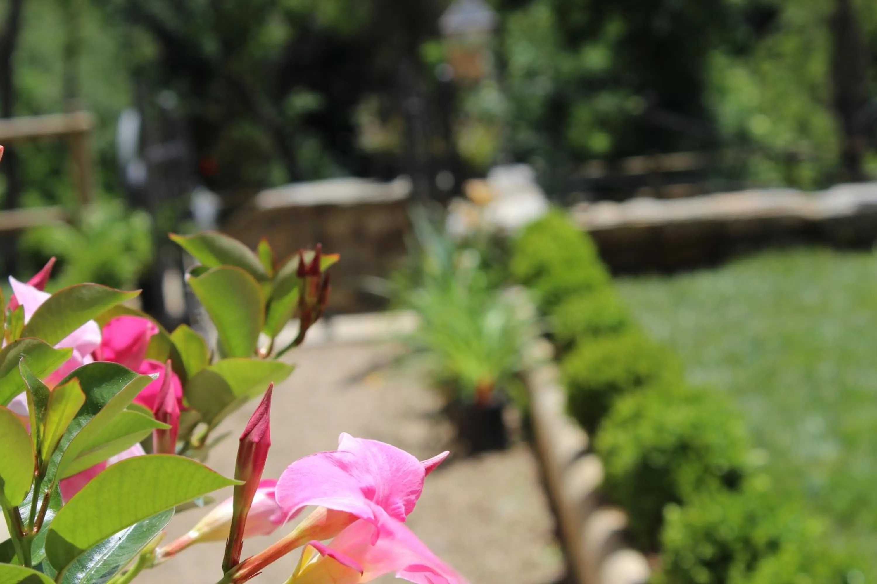 Garden in La Cantina Relais - Fattoria Il Cipresso