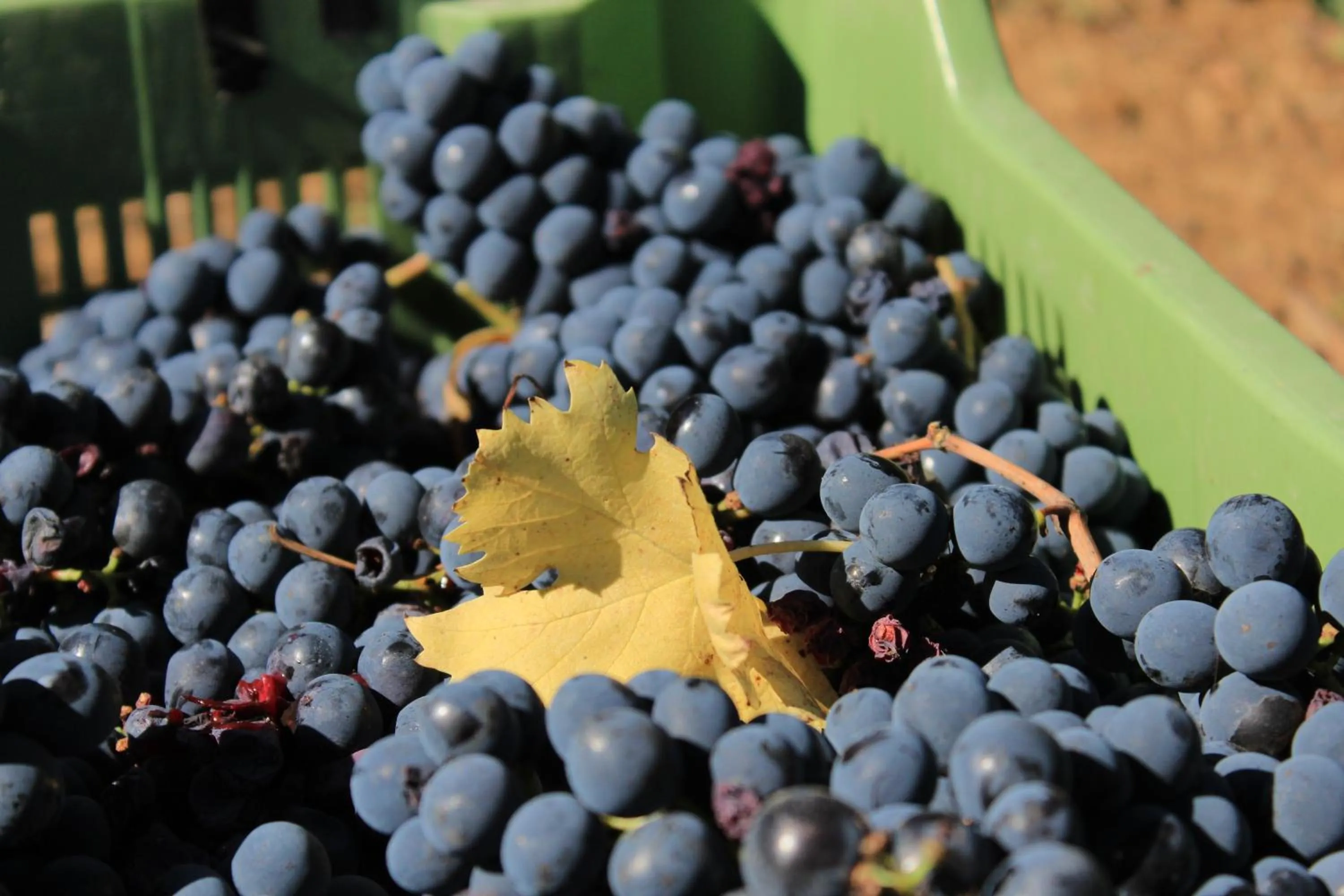 Other in La Cantina Relais - Fattoria Il Cipresso