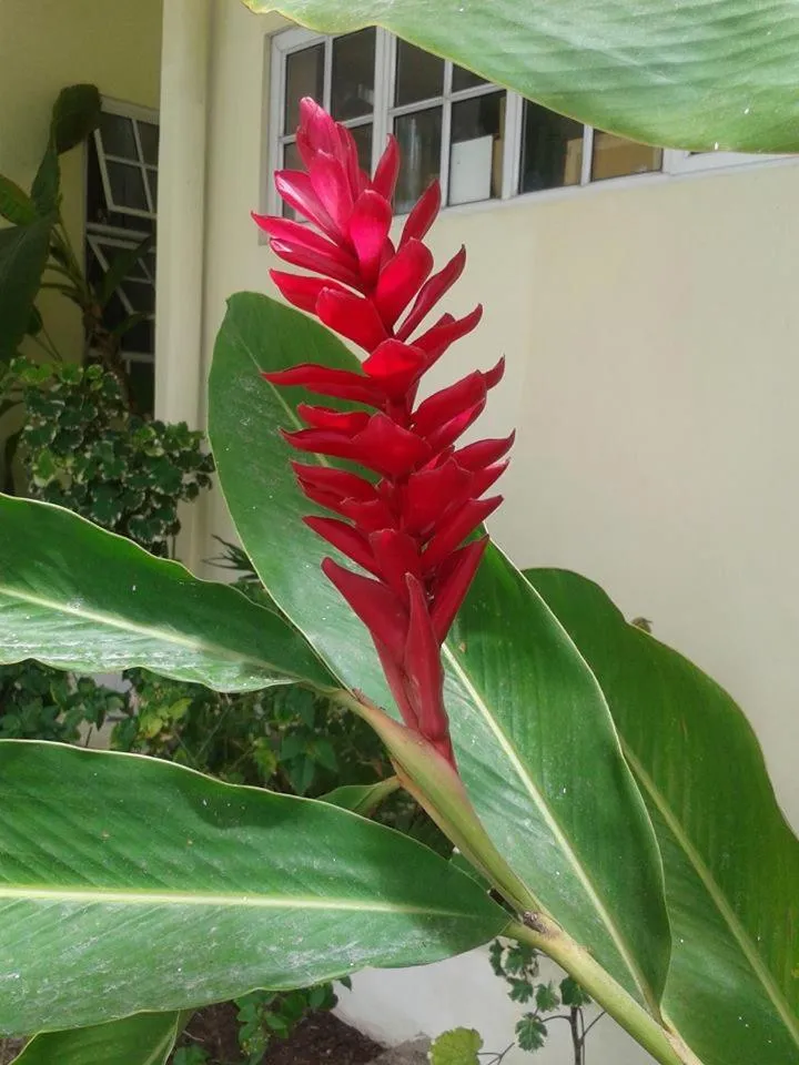 Natural landscape in Palm Beach Hotel