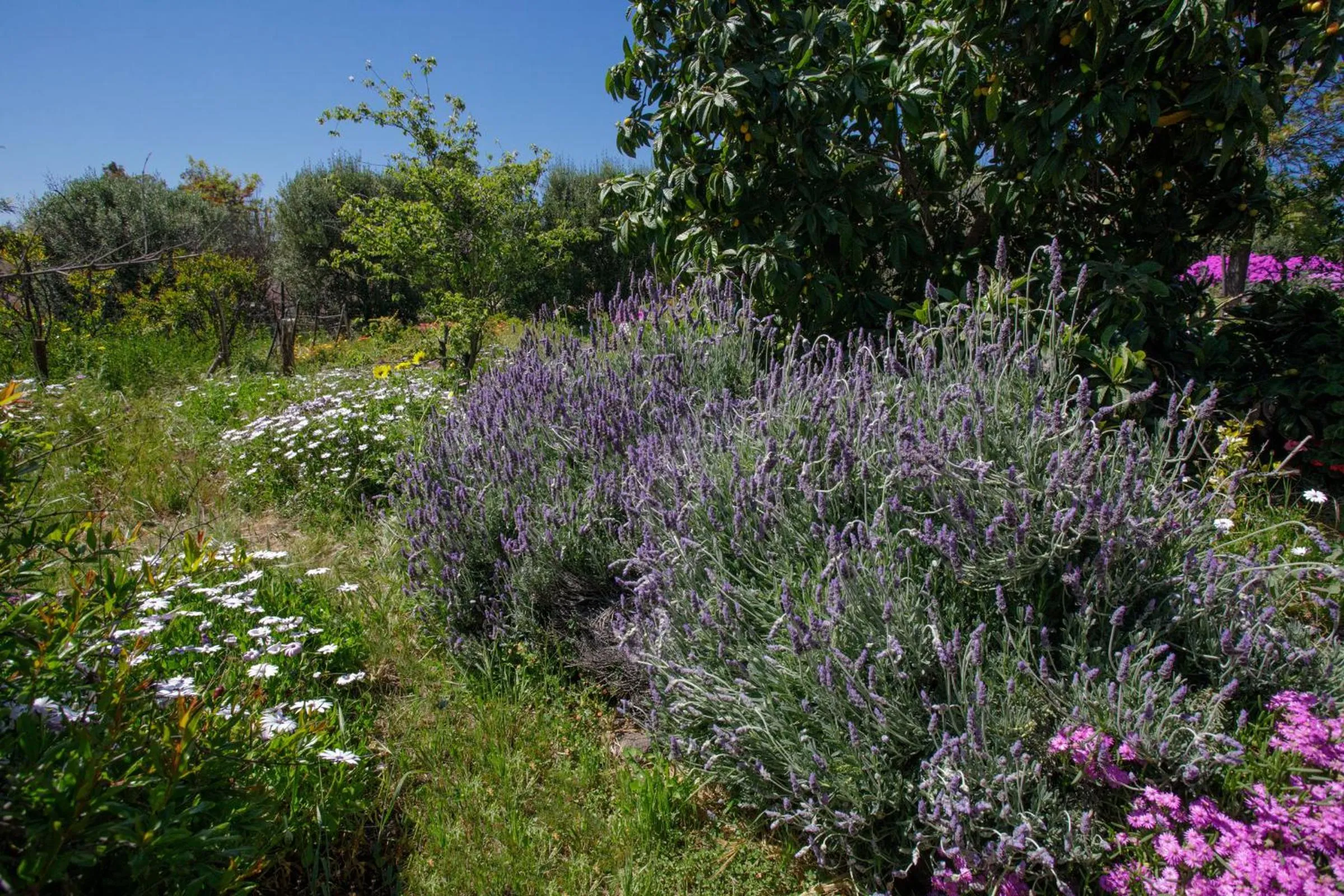 Garden in Quinta Maria en la Ruta del Vino