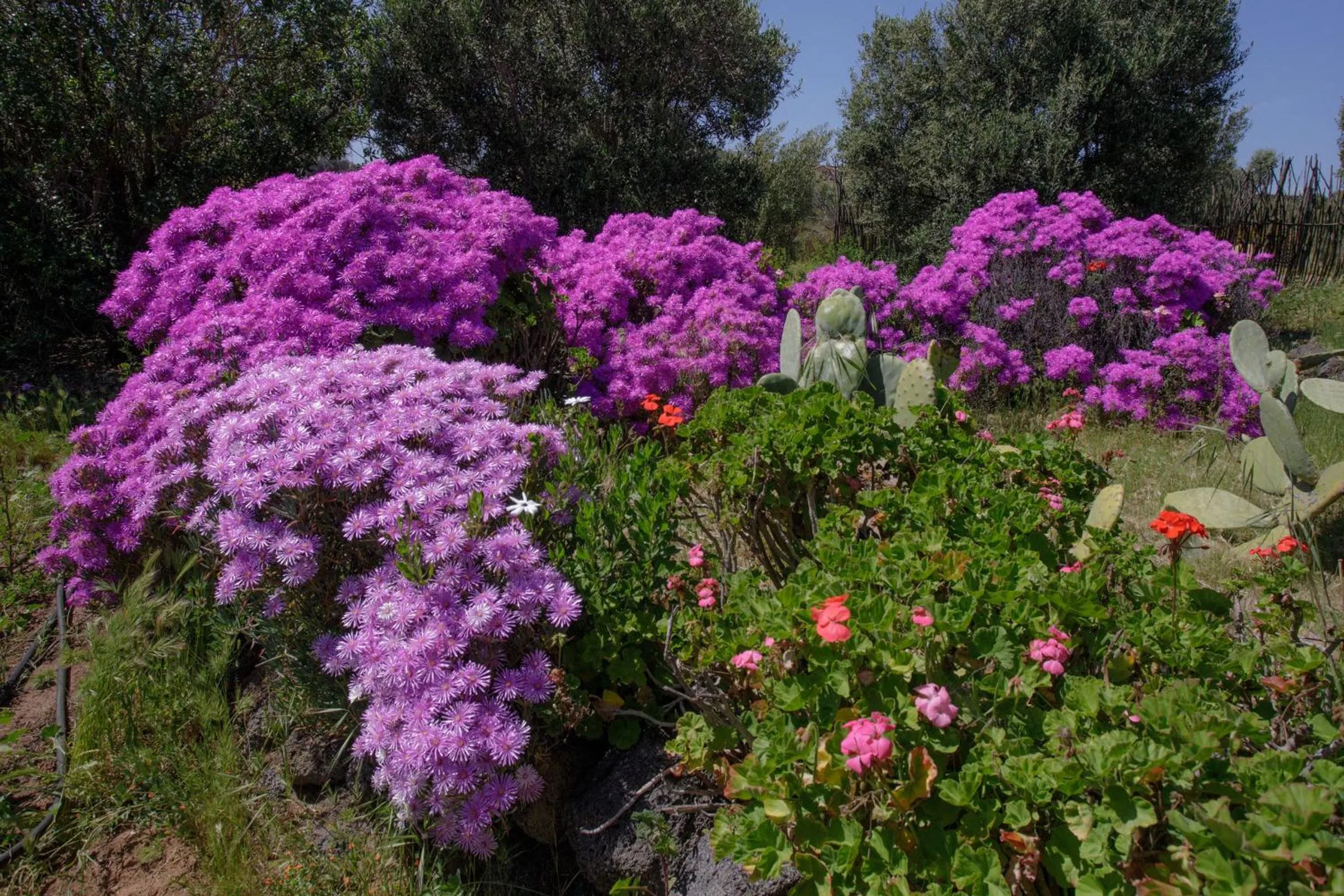 Garden in Quinta Maria en la Ruta del Vino