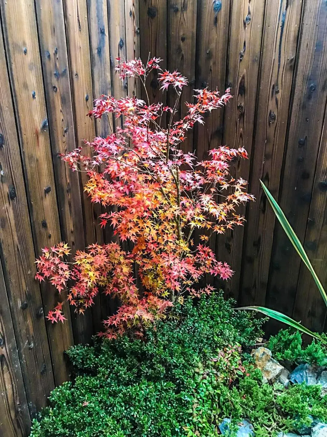 Garden in INN Plus Toji Kindo