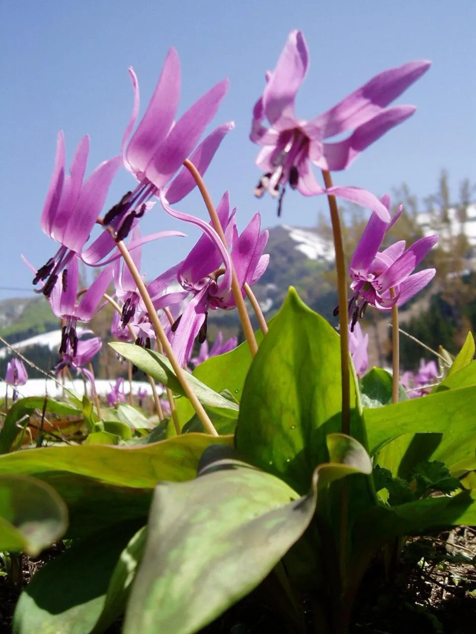 Natural landscape in Pension Oz