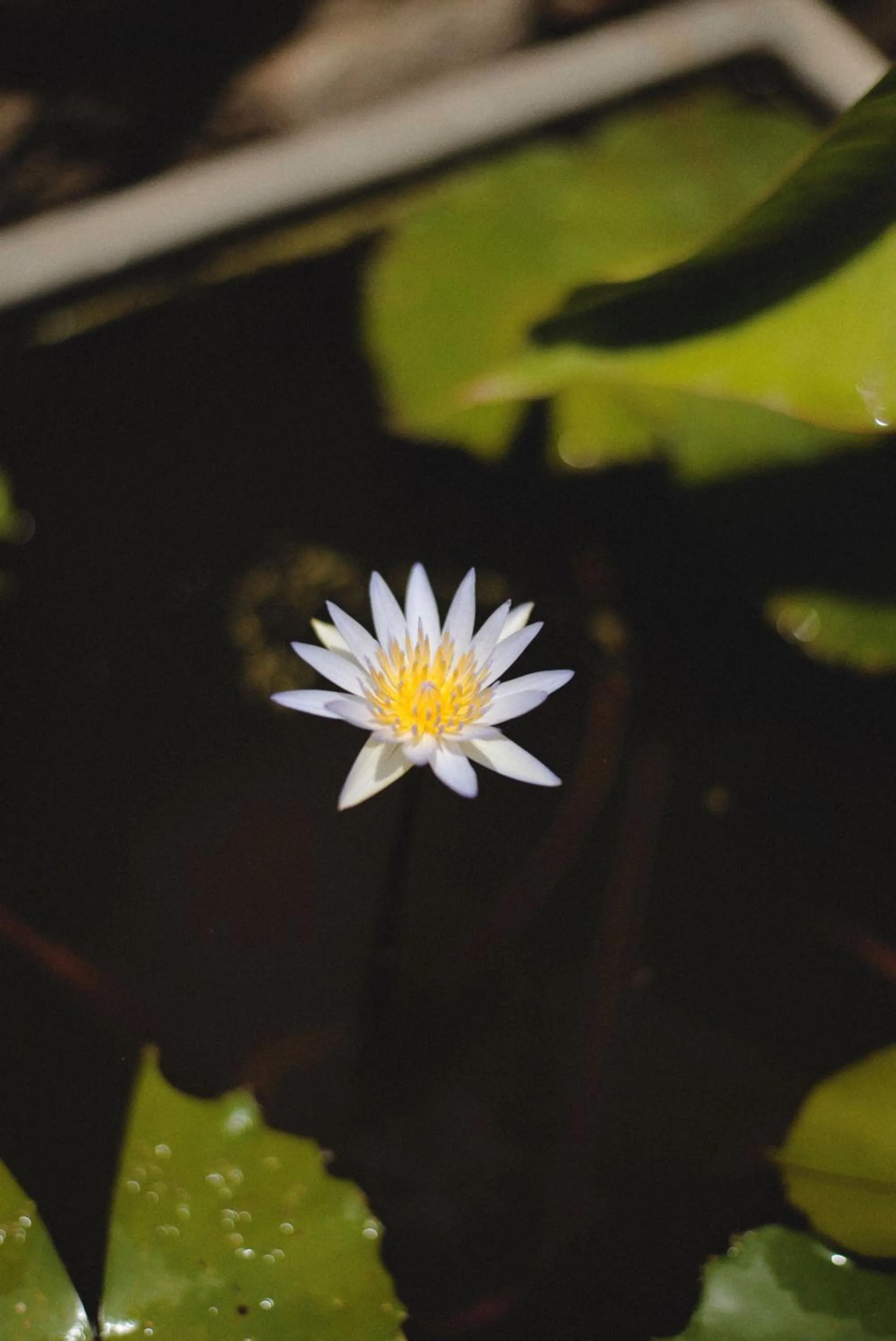 Spring in La Casa del Totumo