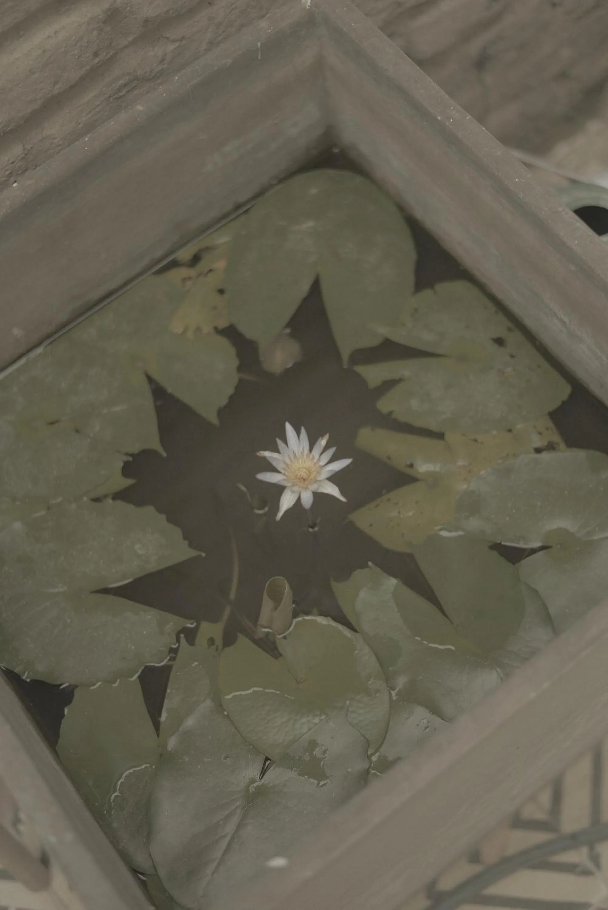 Garden in La Casa del Totumo