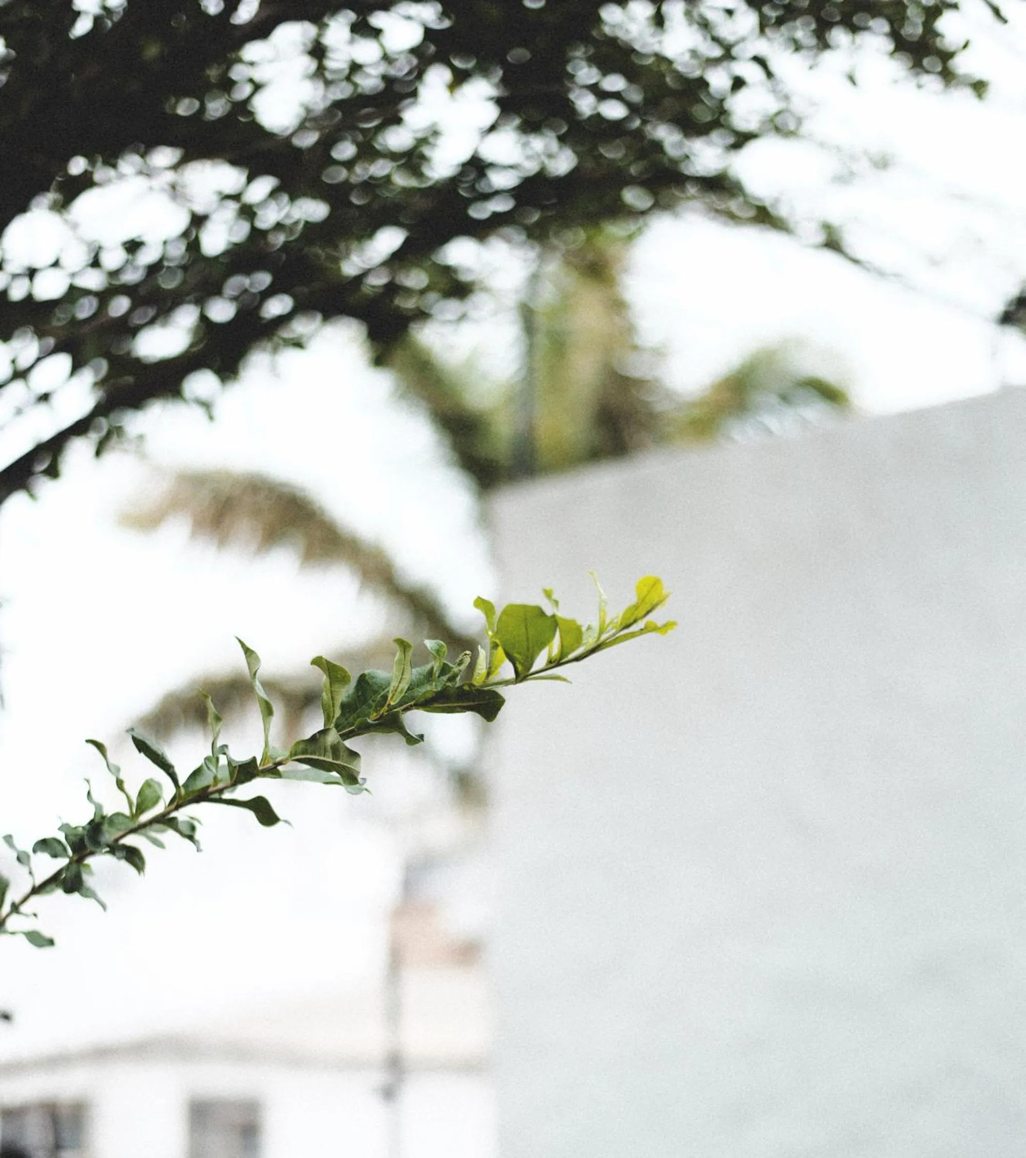 Natural landscape in La Casa del Totumo
