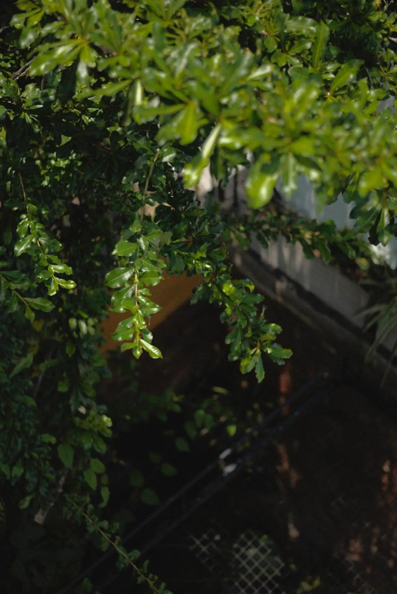 Garden in La Casa del Totumo