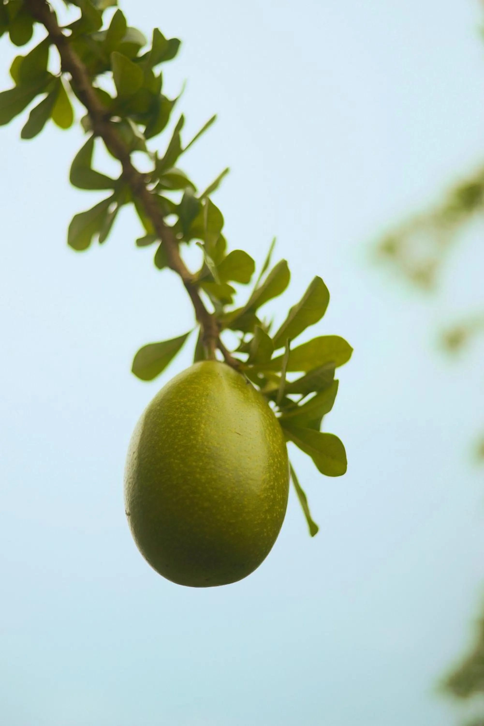Food and drinks in La Casa del Totumo